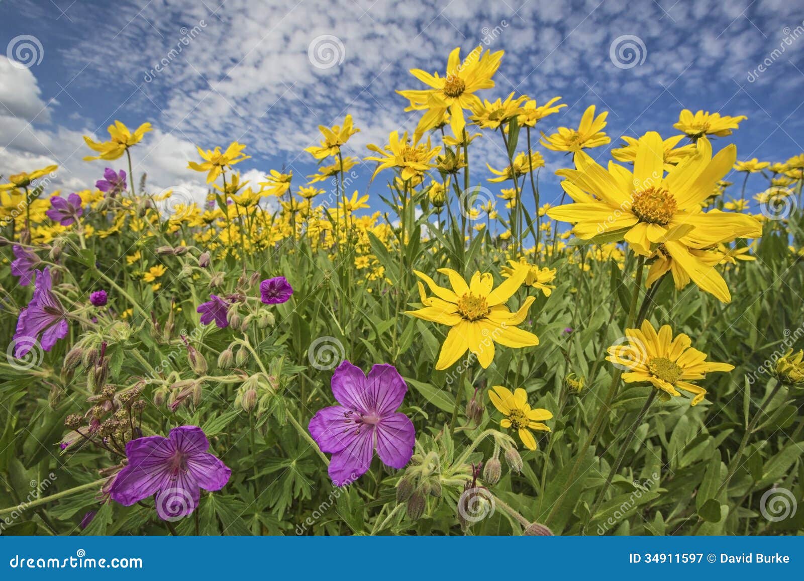 heartleaf arnica sunflowers wildflowers wild sunflower spring flower