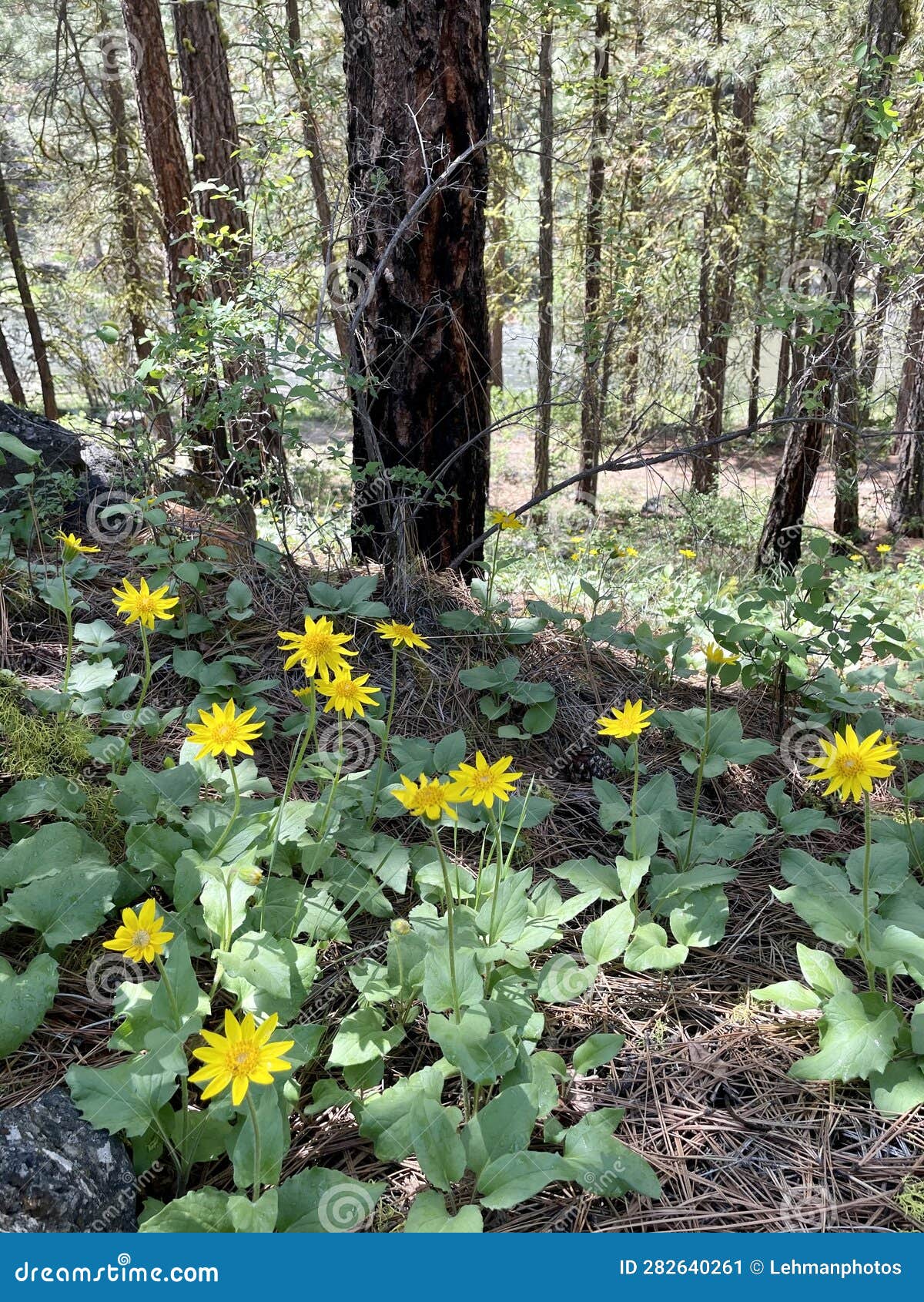 heartleaf arnica forest flowers