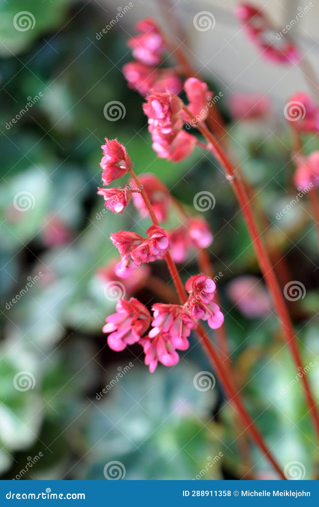 pink heartleaf bergenia flowers