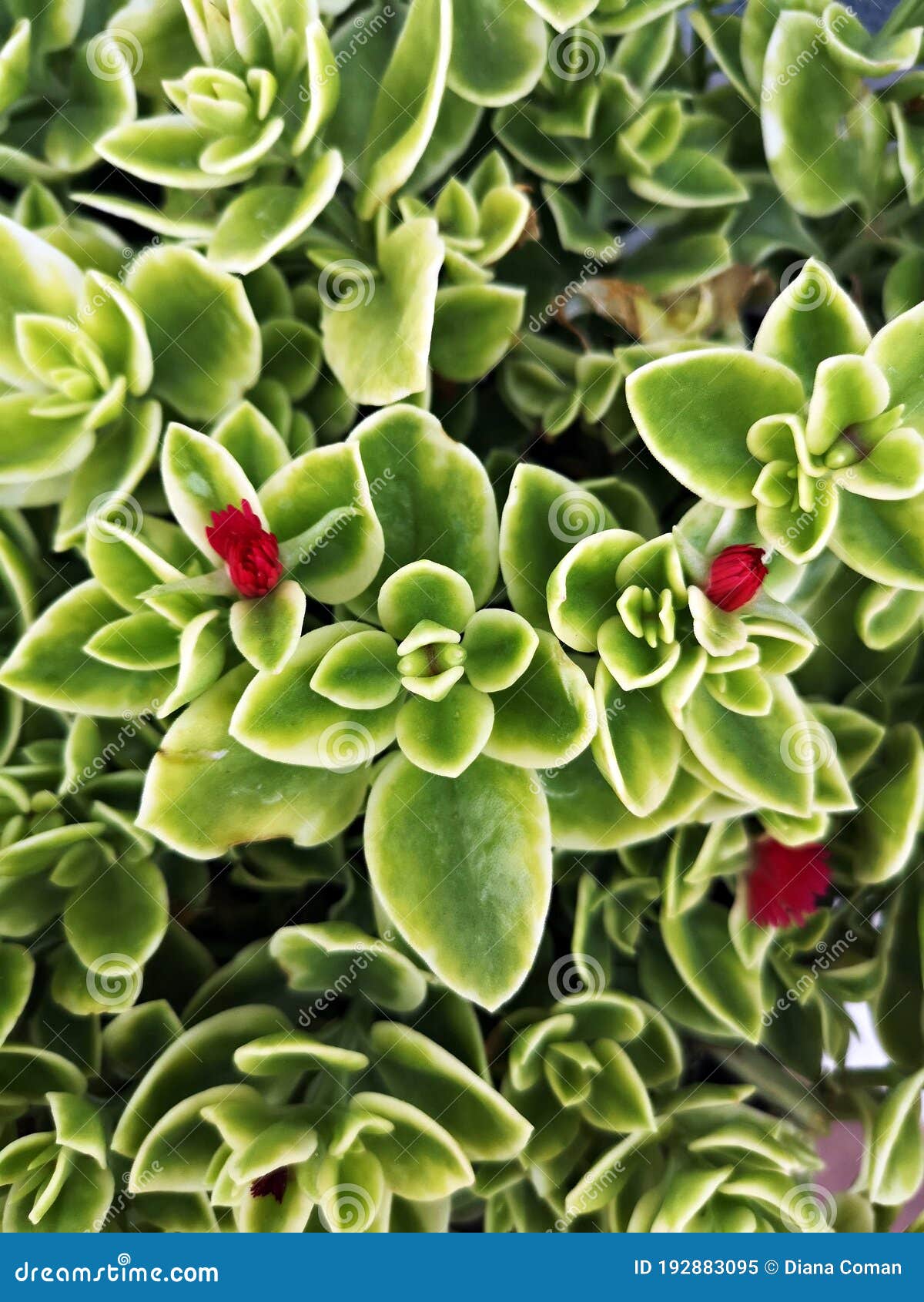 heartleaf iceplant with red flowers