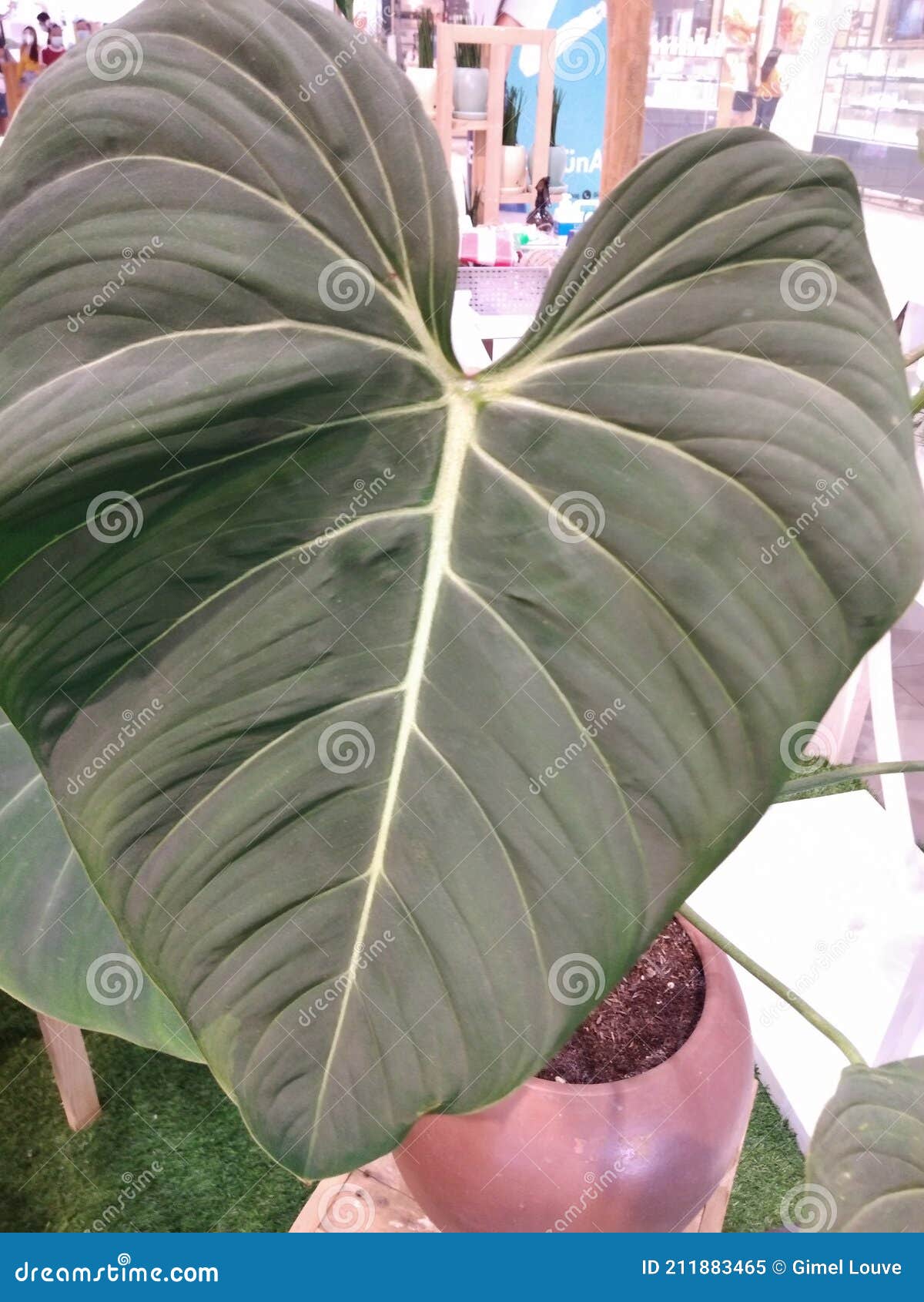 heartleaf philodendron mother nature love