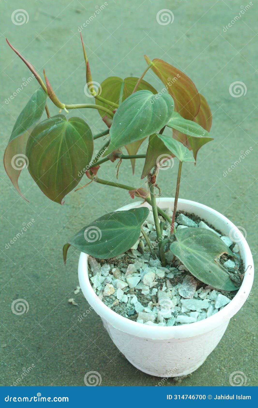 heartleaf philodendron plant on pot in farm