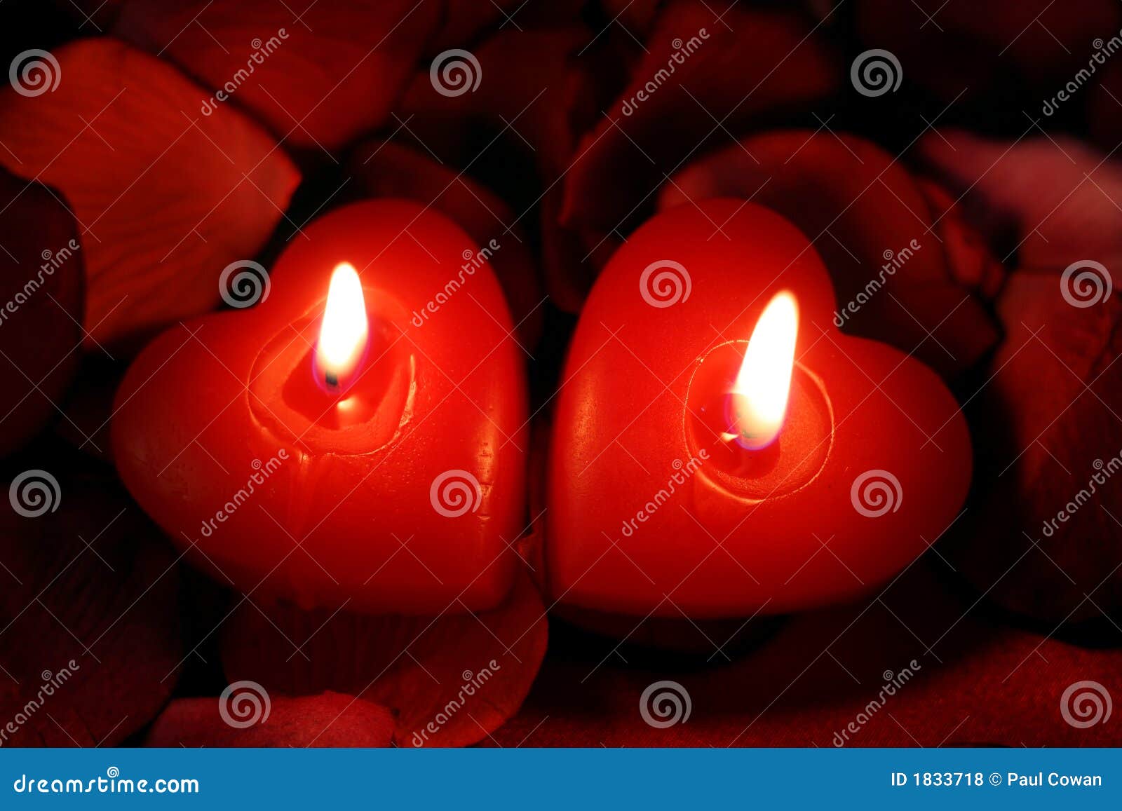 Hearts In Harmony Stock Photo Image Of Affection Petals 1833718