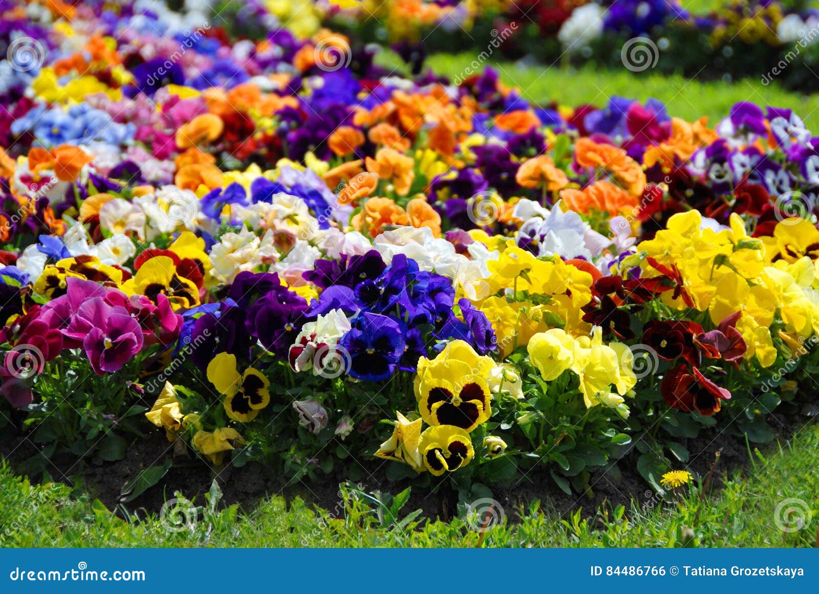 heartsease, flower garden - close-up, flowerbed