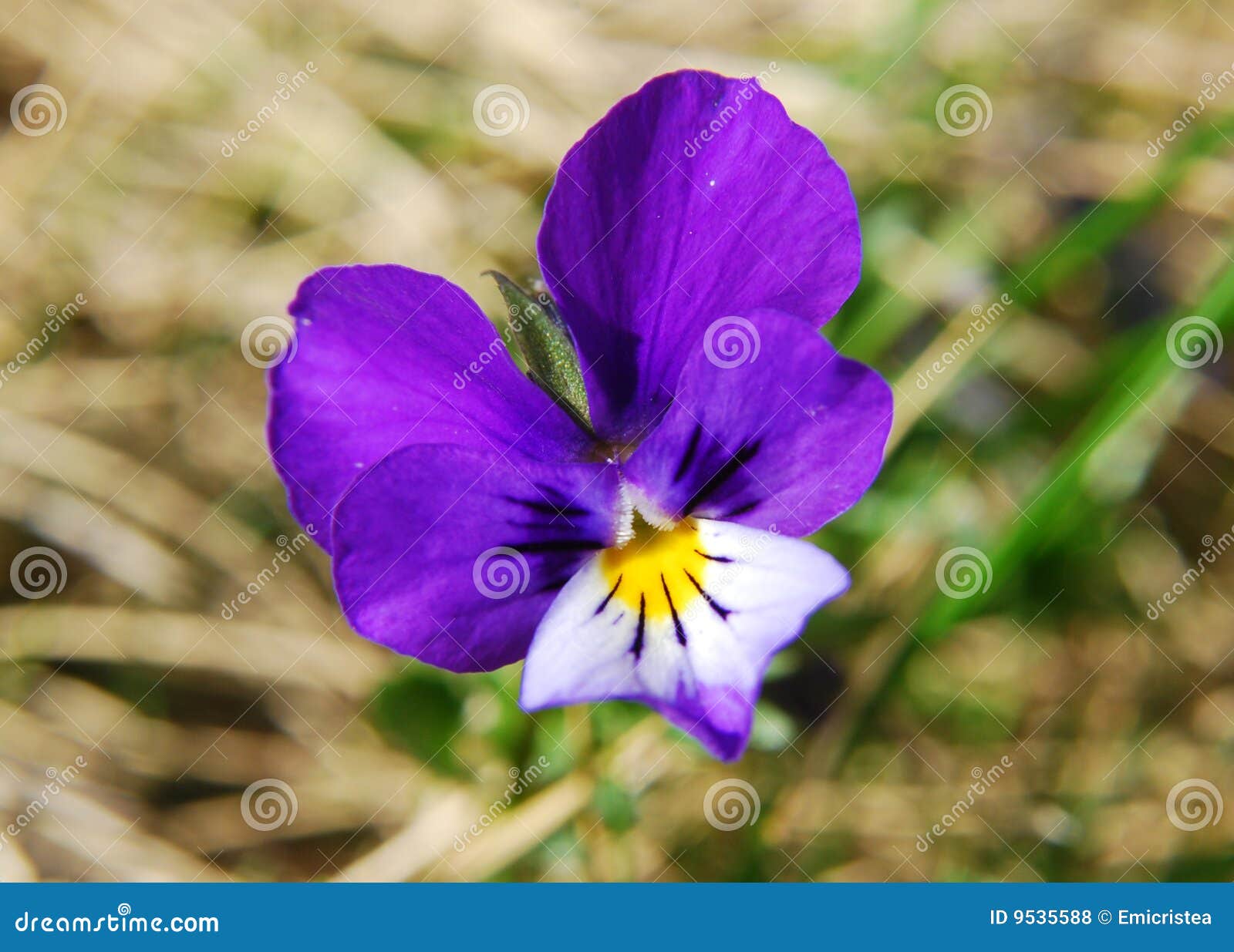 heartsease (viola tricolor)