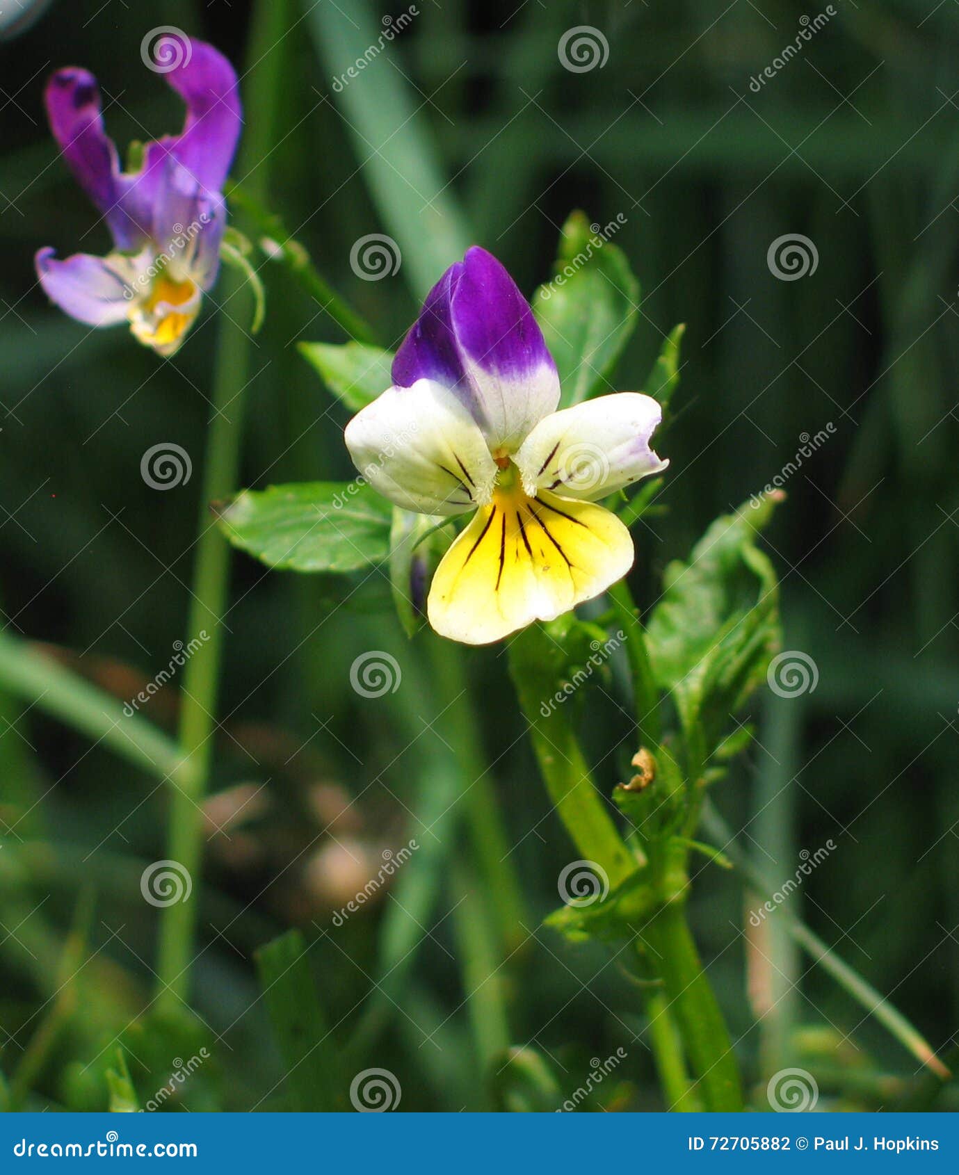 heartsease (viola tricolor)
