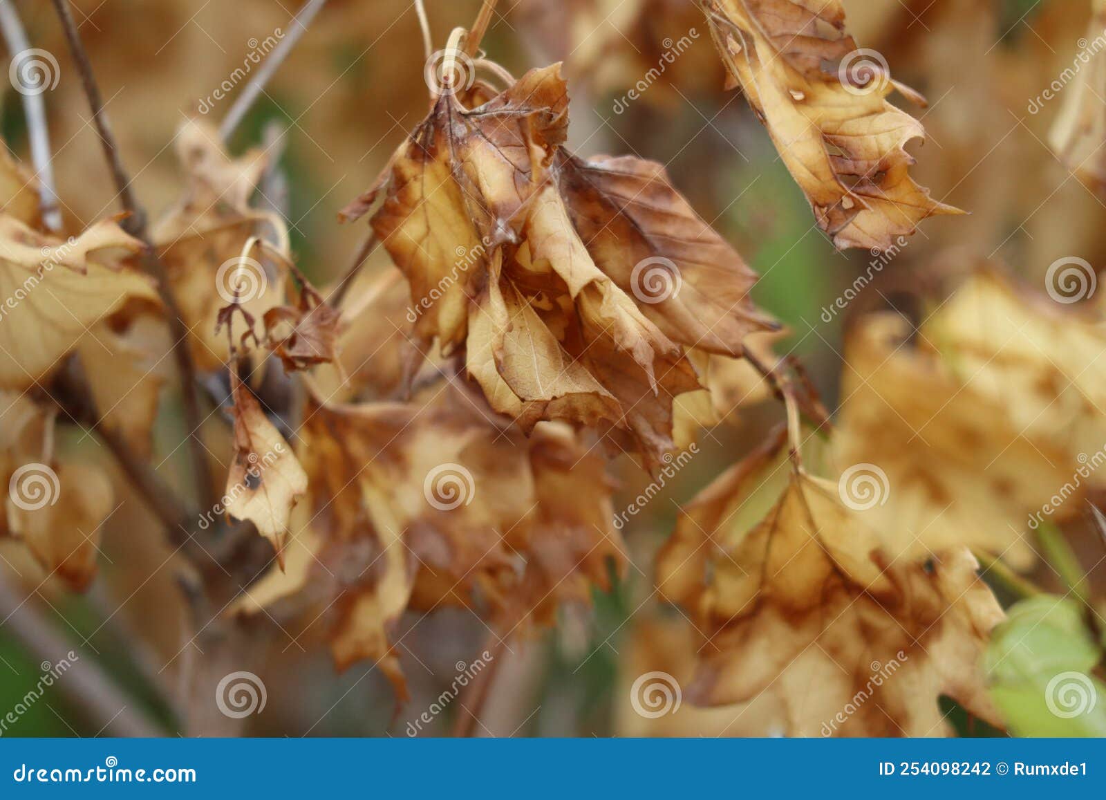 Heat damaged Leaves stock photo. Image of sunburned 254098242