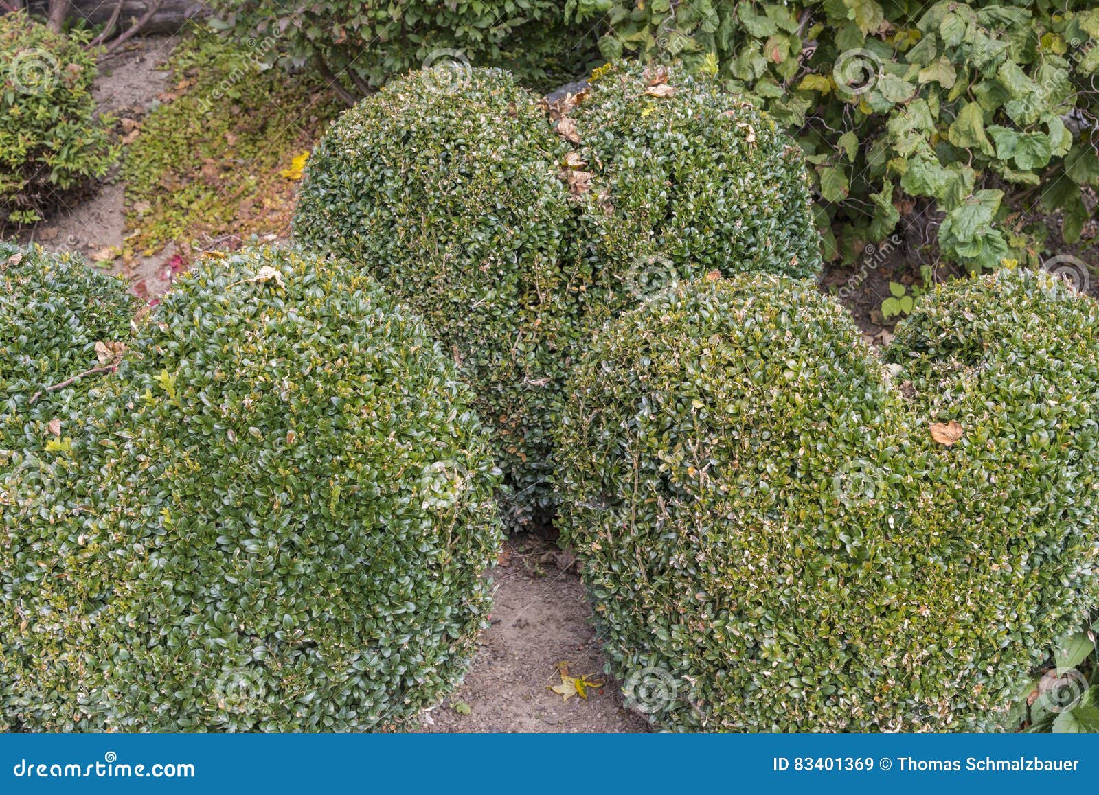 Heat Shaped Box Tree in a Garden Stock Image Image of ornamental