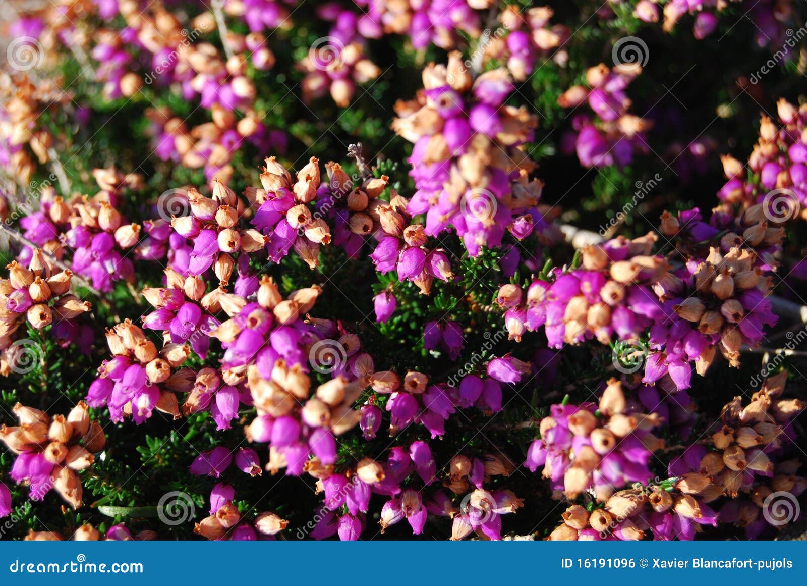 Heath flowers stock photo. Image of brittany, group, flowers 16191096