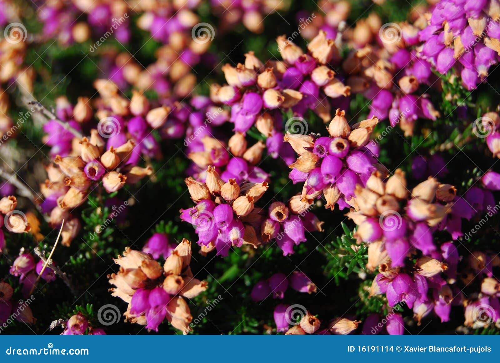 Heath flowers stock photo. Image of flowers, bush, vegetation 16191114