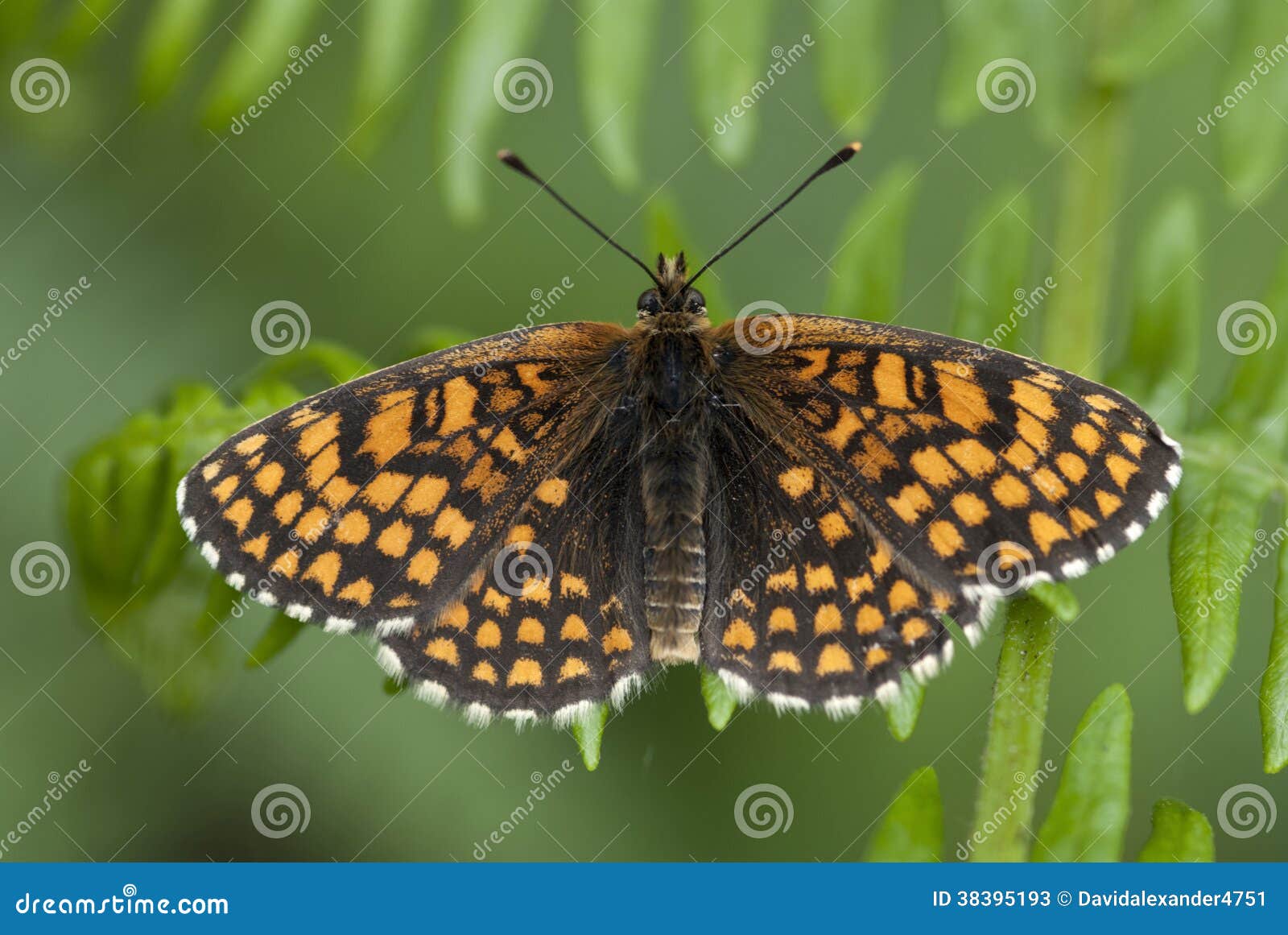 heath fritillary butterfly, melitaea athalia