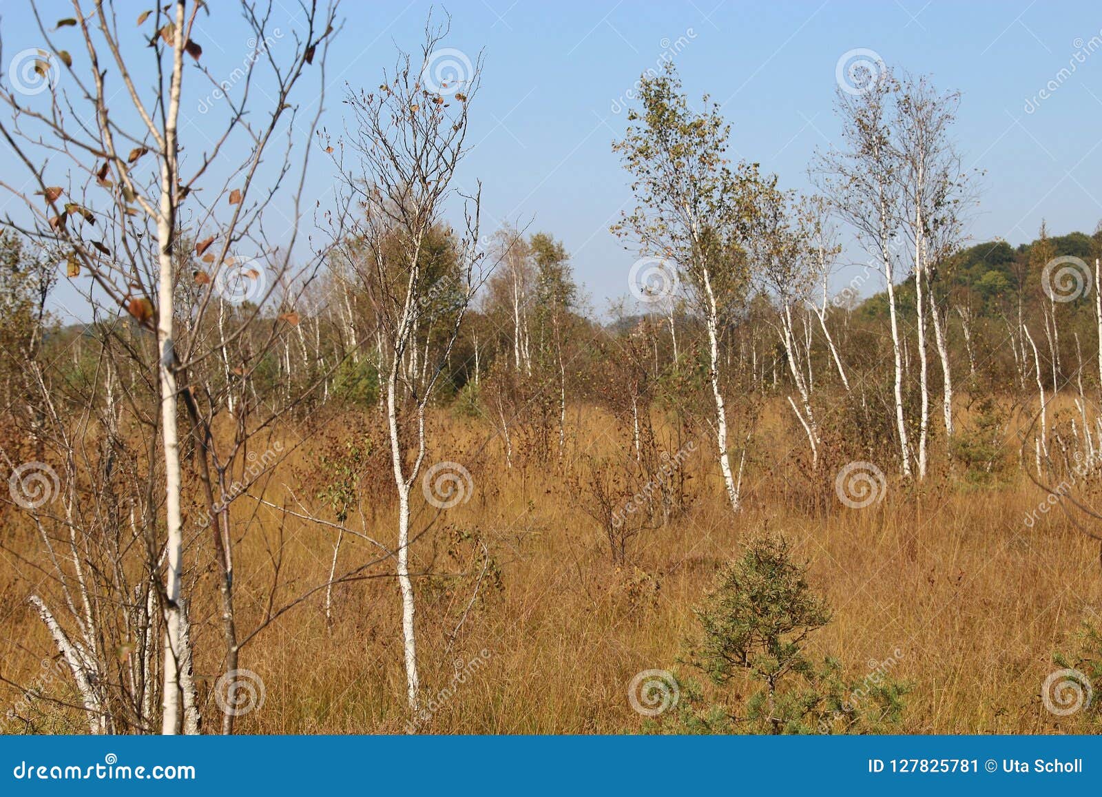 heath landscape with birches in the ibm moorland in upper austria, in early autumn.