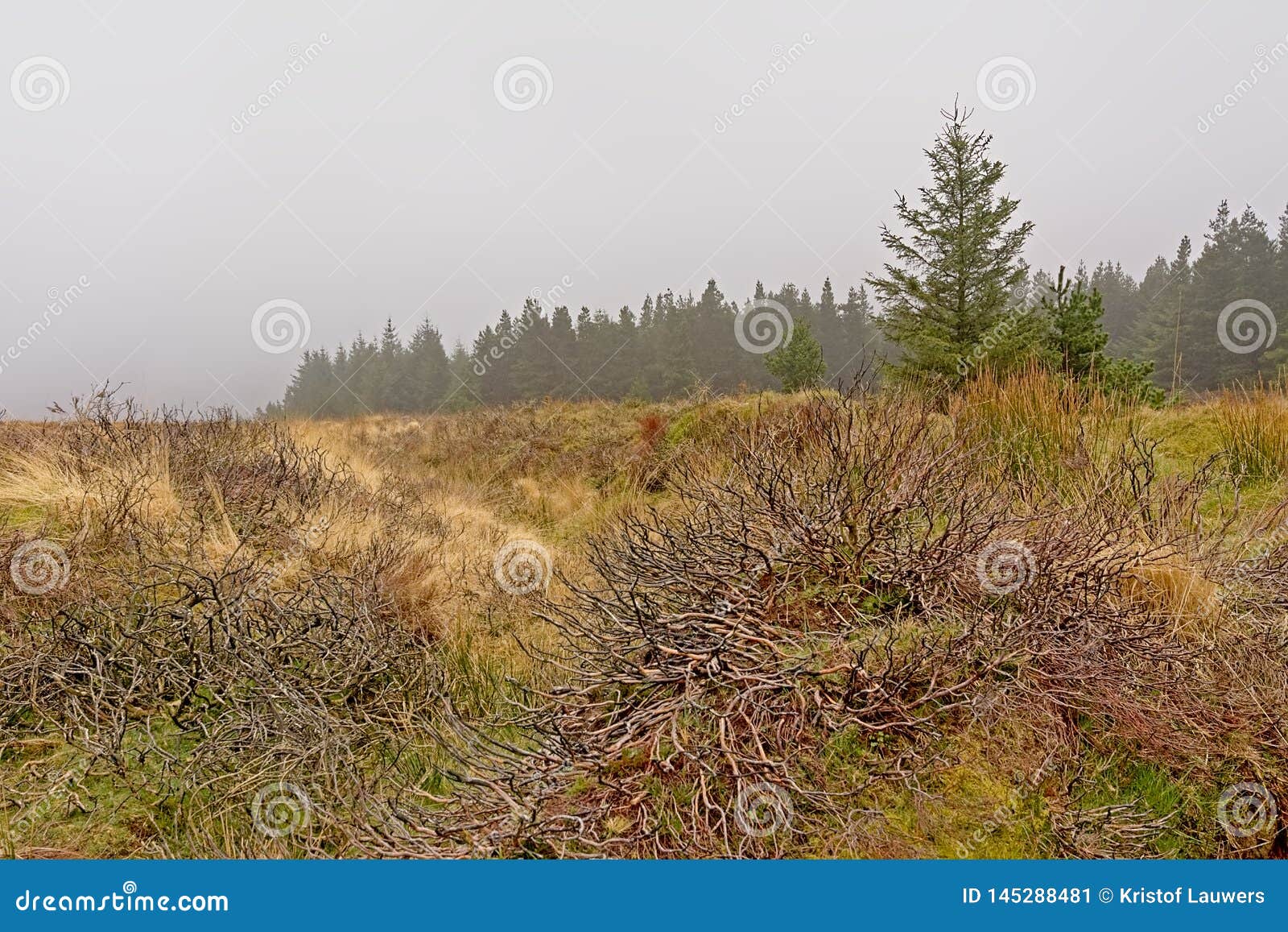 heath vegetation and spruce  forest in the fog in ticknock mountains