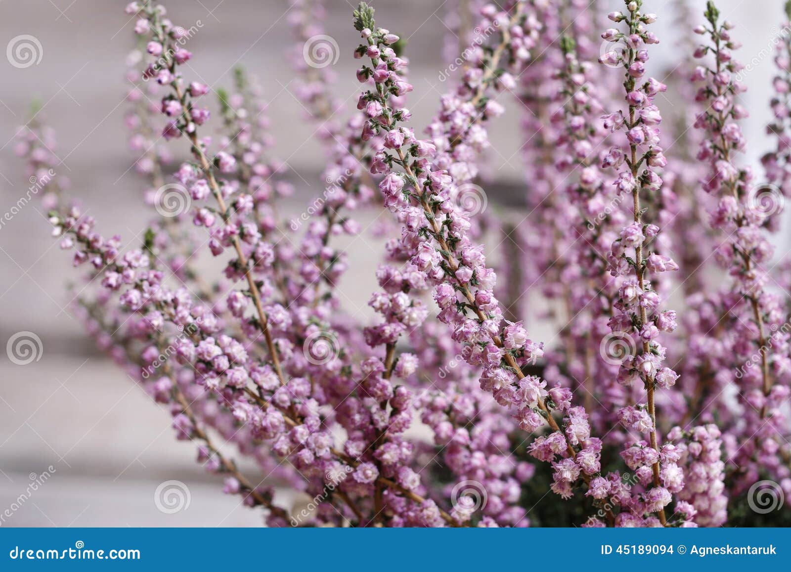 Flowering Common Heath - Ling (Calluna Vulgaris) and Pink Bell