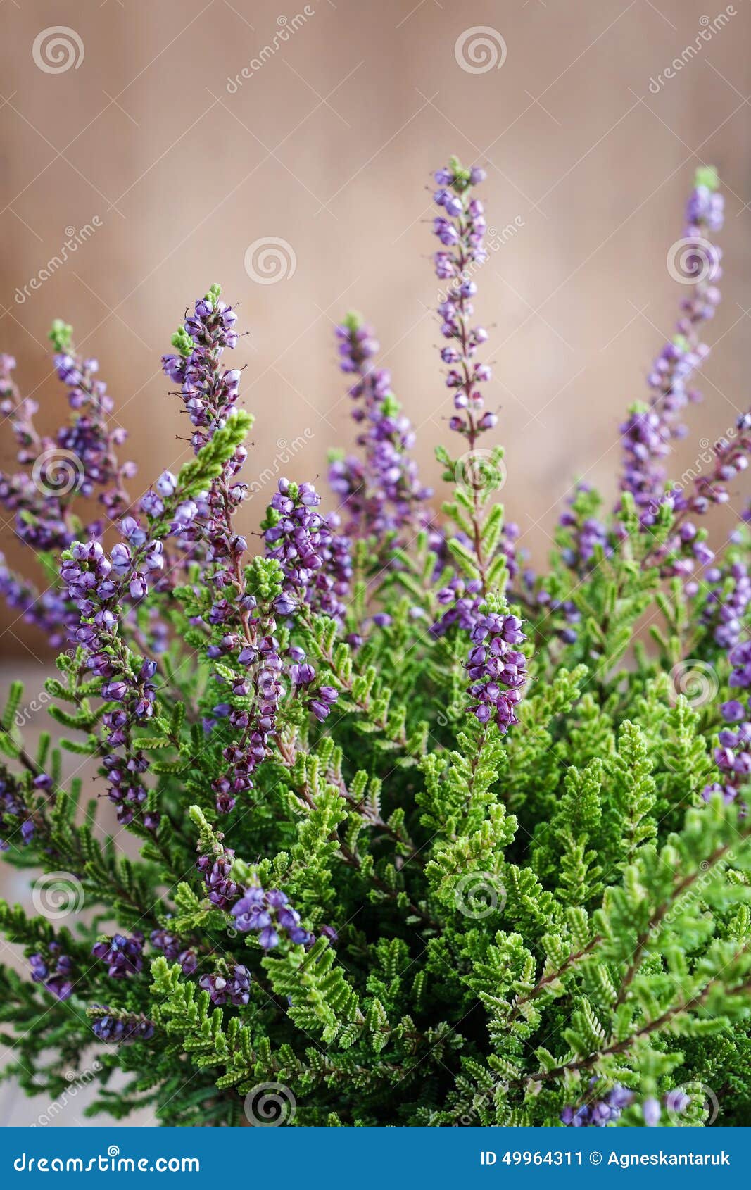 Calluna vulgaris, Ling or Erica in bloom. Vertical floral