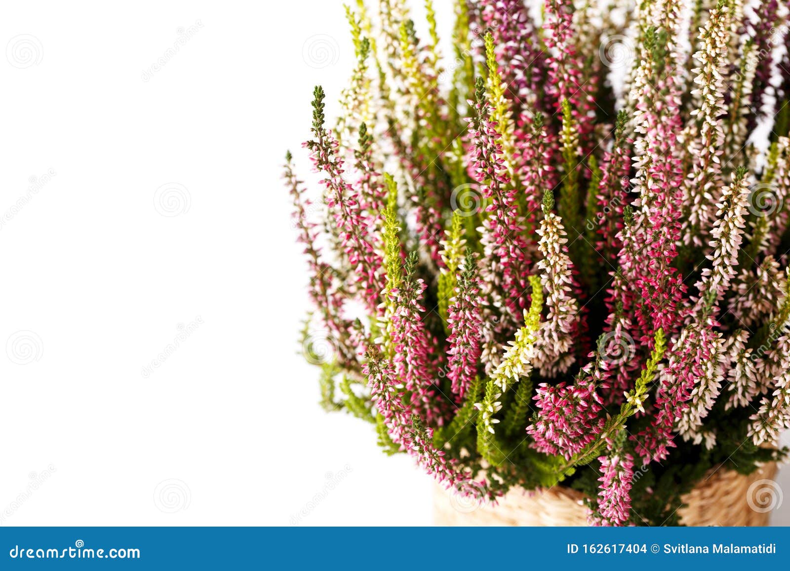 Blooming Heather (calluna Vulgaris, Erica, Ling) In Forest. Stock