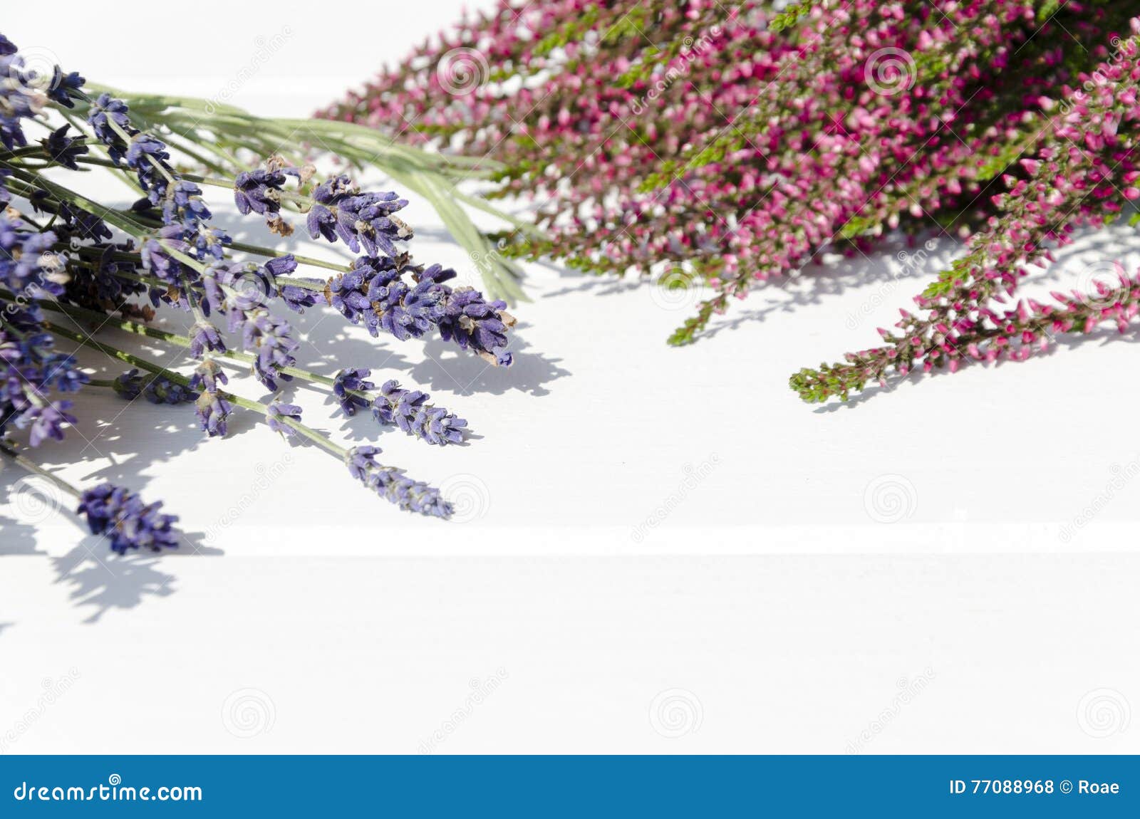 Heather and Lavender Flowers on White Background with Copy Spac Stock
