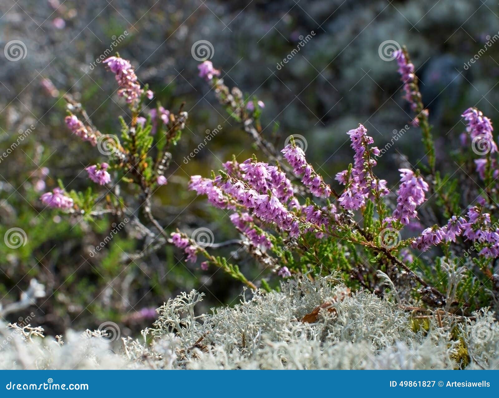 Heather and moss stock image. Image of botany, calluna 49861827
