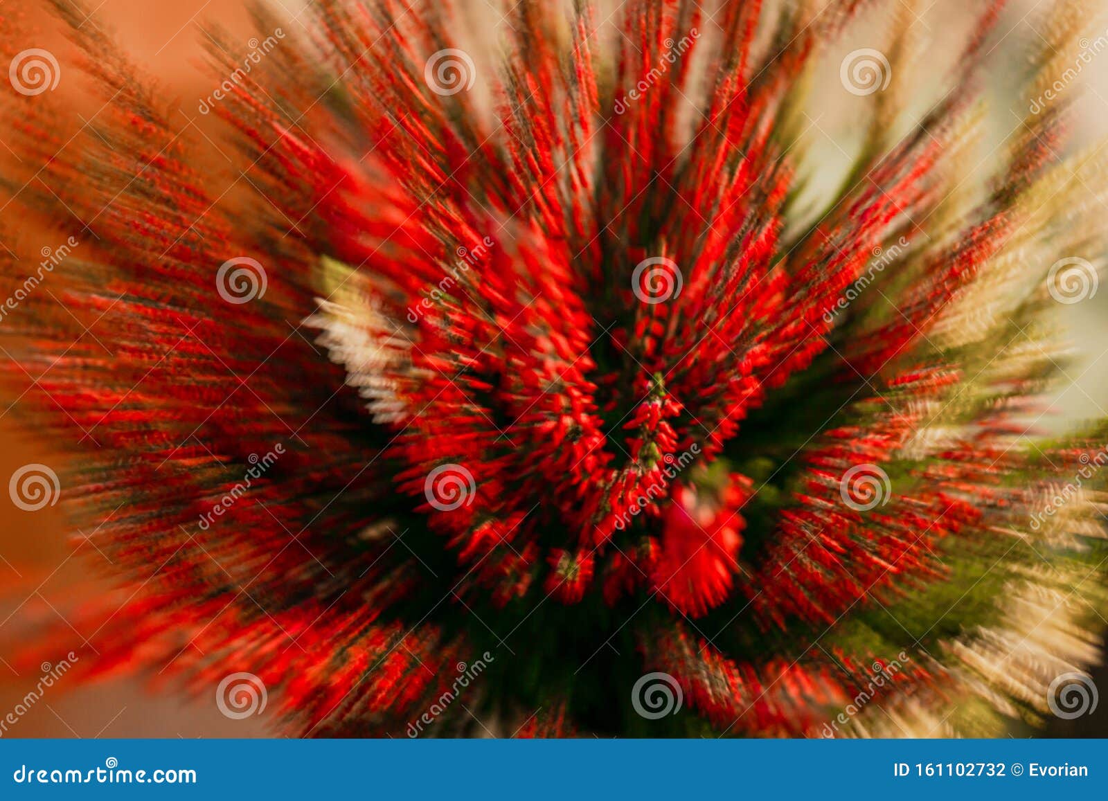 heather moved by lenses, macroed and abstracted.