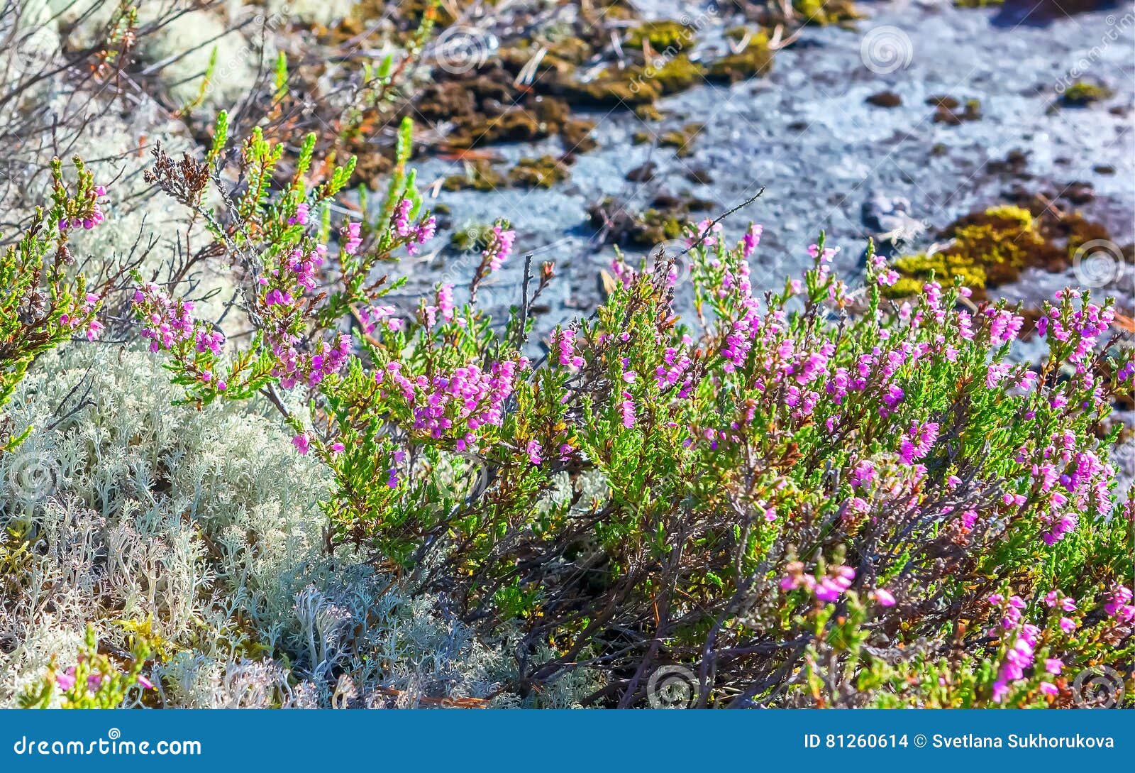 Heather and Reindeer Lichen Closeup De Floraison Photo stock - Image du ...