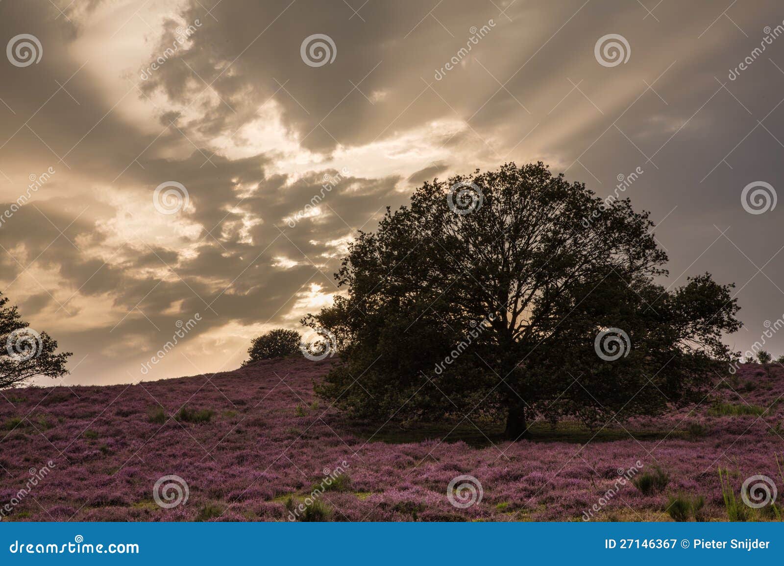 Heathland stock image. Image of gelderland, posbank, western 27146367