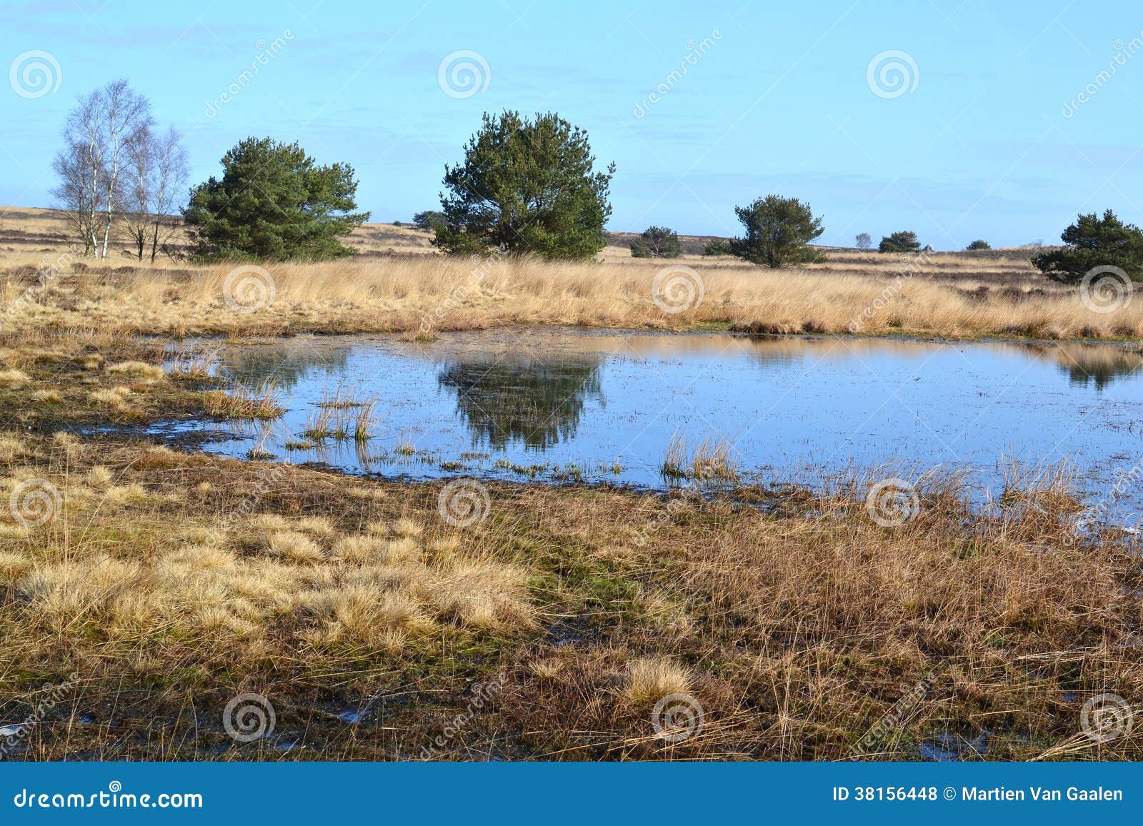 Heathland field stock photo. Image of water, shade, field 38156448