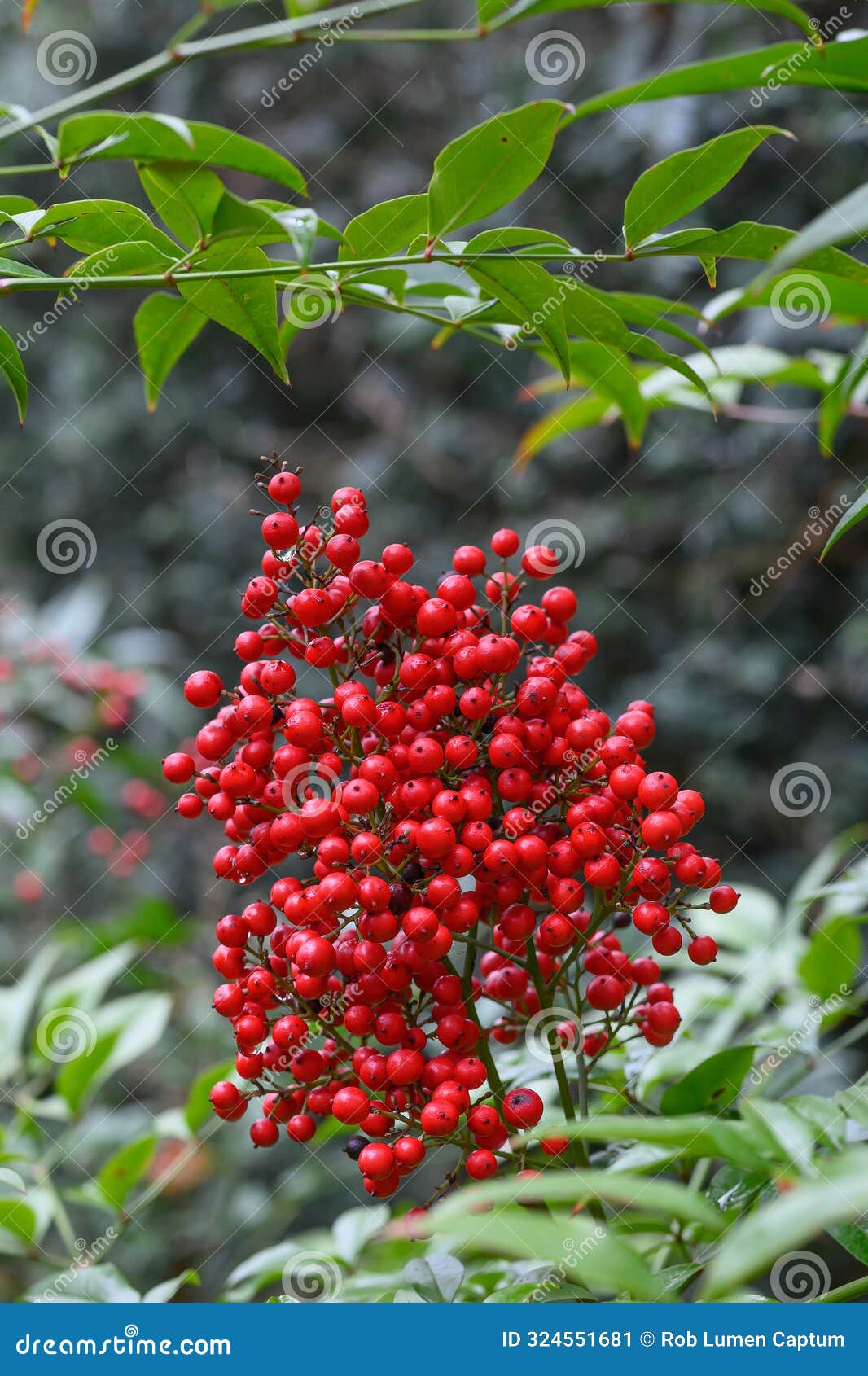 heavenly bamboo nandina domestica, bright red, round berries