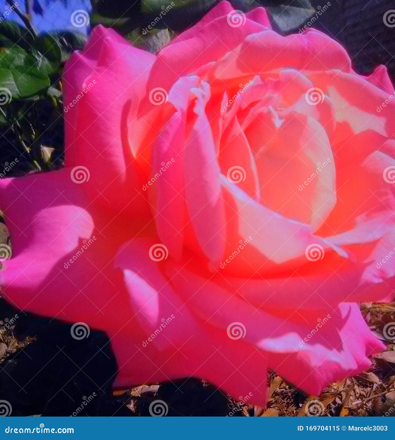 blossoming love lewdzone blossoming love lewdzone