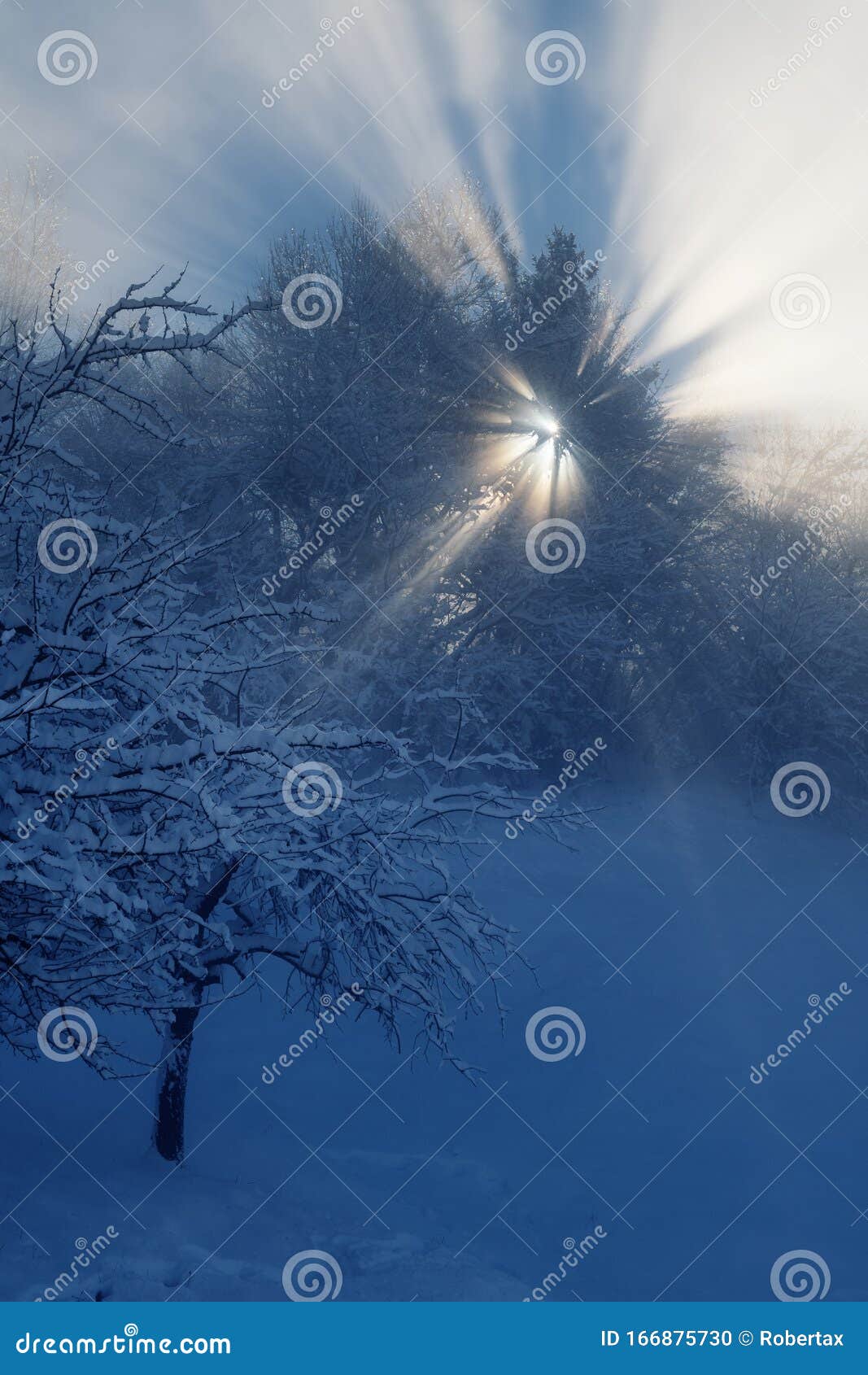 Heavenly Sun Rays Shining through Tree Branches on a Foggy Winter