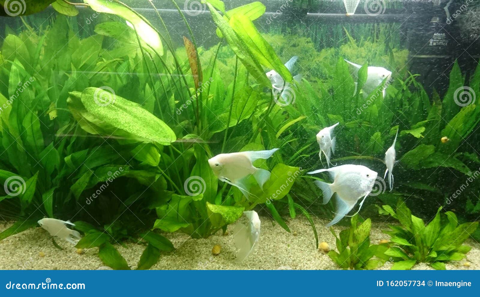 heavily planted fresh water aquarium with pearl diamond pterophillum scalare fish