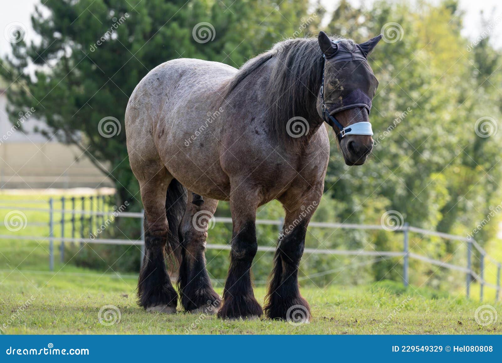 Coldblood Horse, Draft Horse, Big Black Horse on Meadow Stock Image