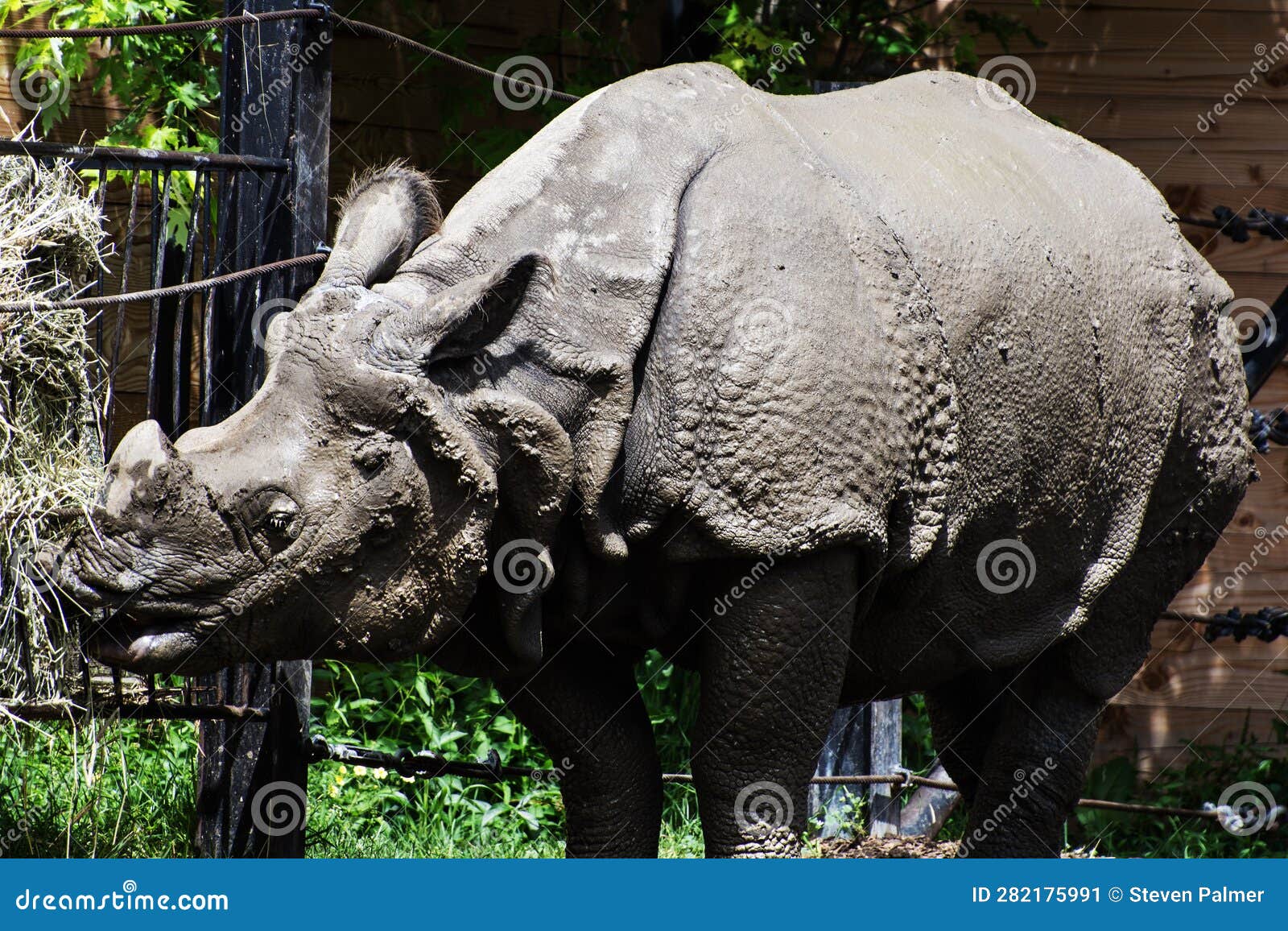 Heavy Grey Beast Stock Image Image Of Large Wildlife 282175991 heavy-grey-beast-stock-image-image-of-large-wildlife-282175991