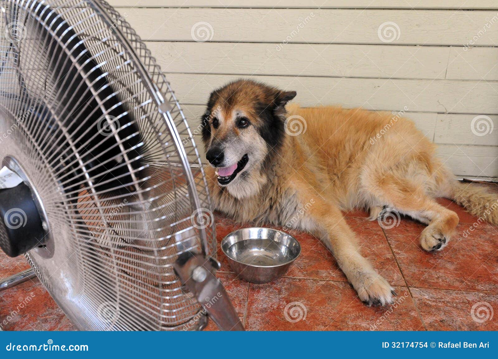Dog Sweating Hot Weather Stock Photos Free & RoyaltyFree Stock