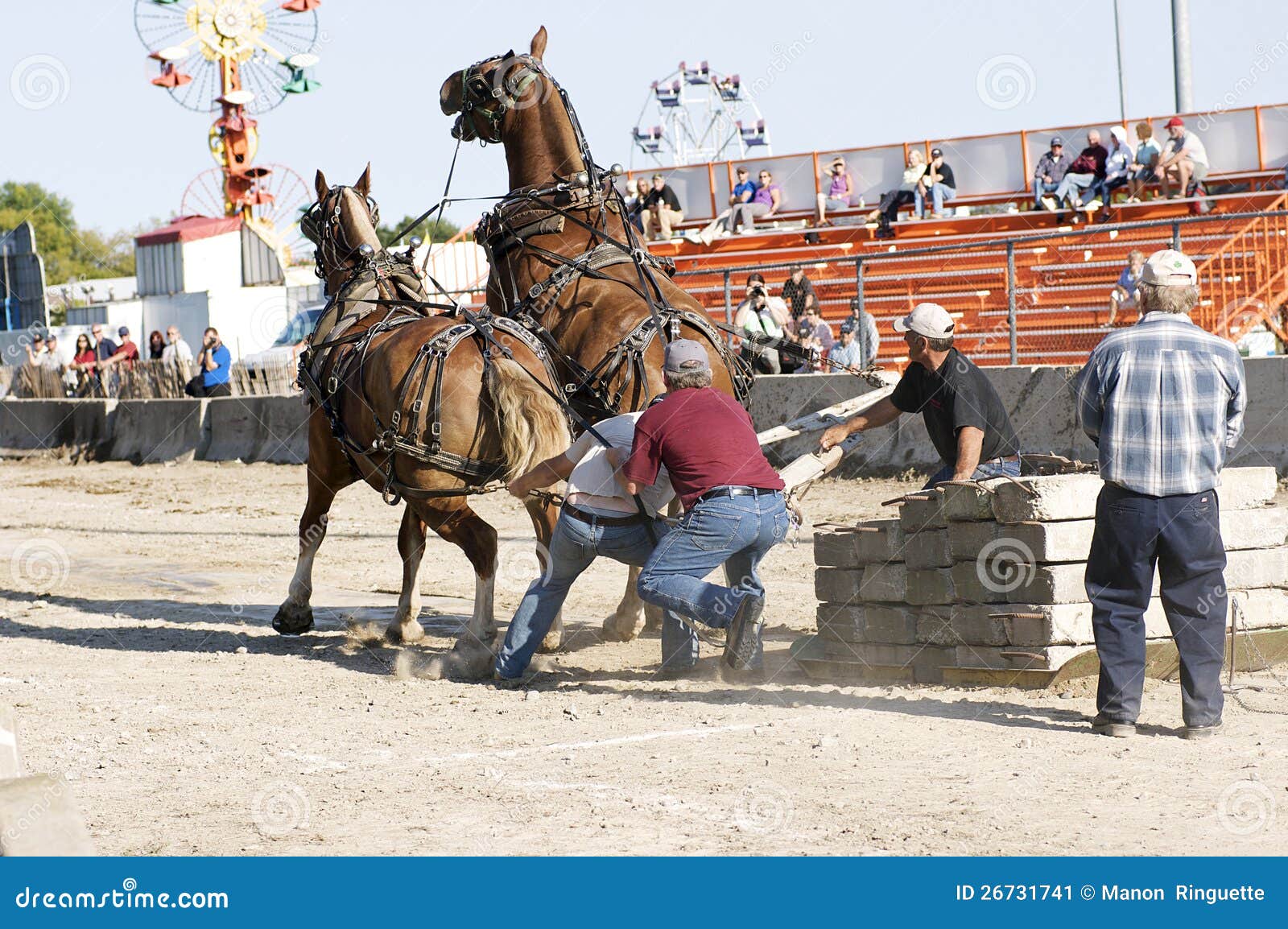 Heavy Horses In Pulling Competition Editorial Photo Image 26731741