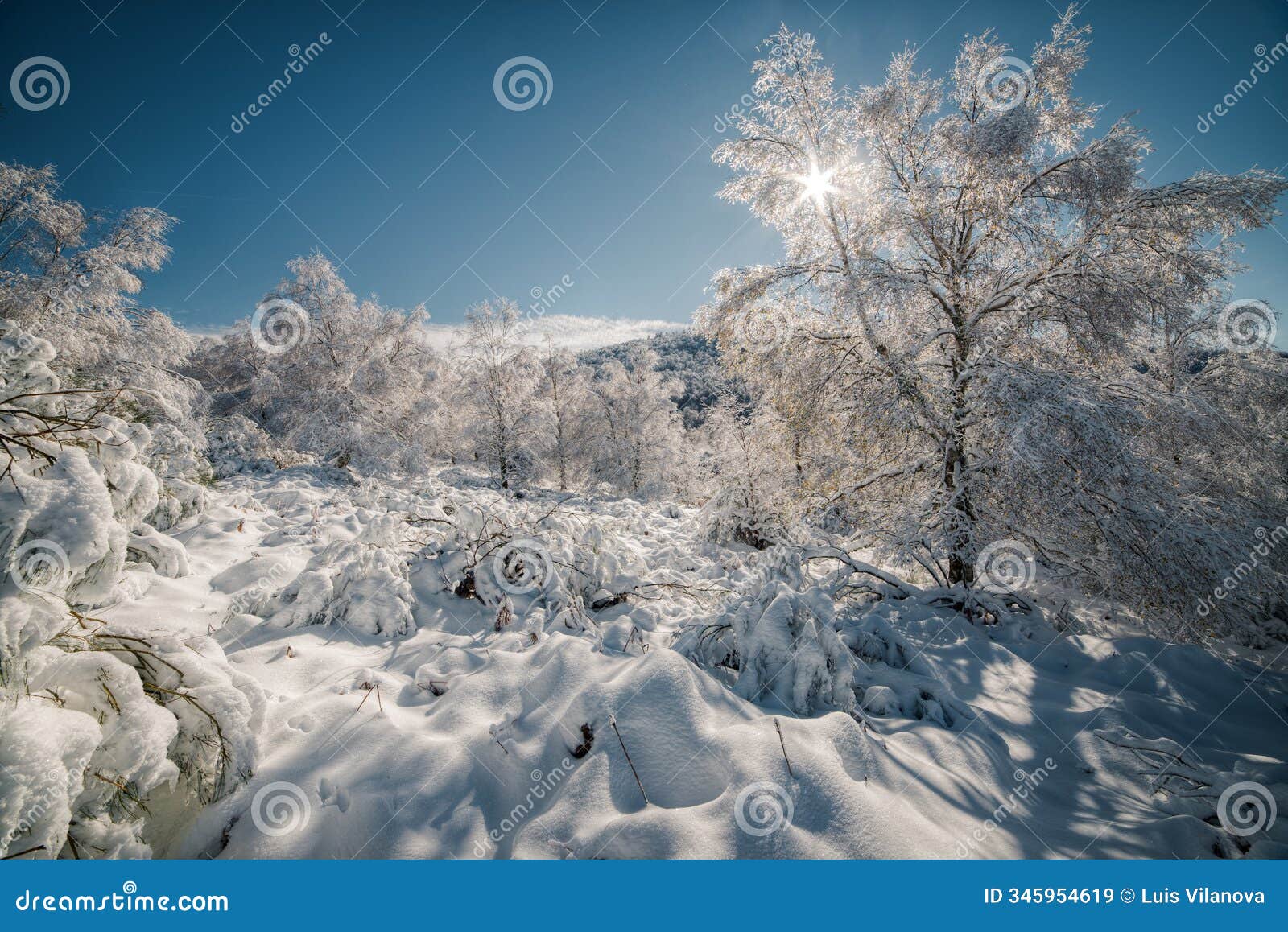 heavy snowfall and frost covered trees on a bright winter day