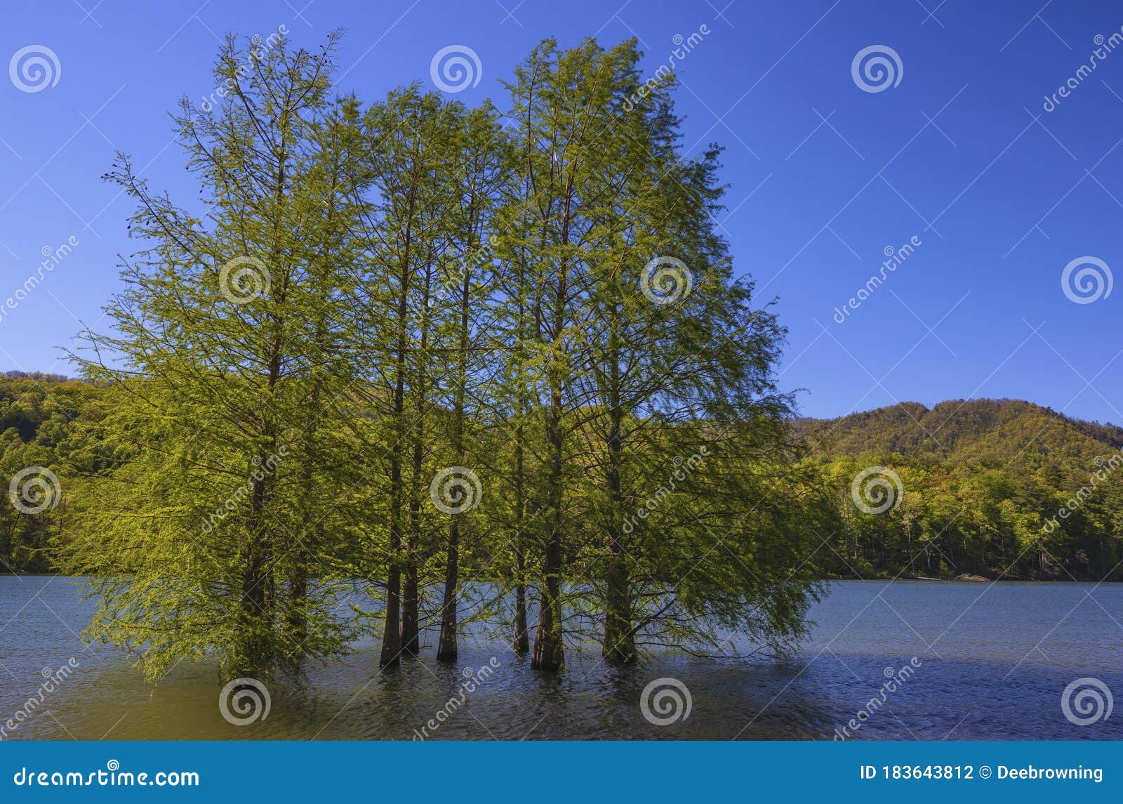 Trees Surrounded by Water at Watauga Lake in Tennessee Stock Photo