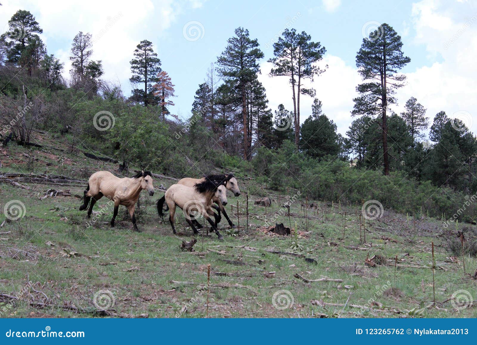 heber wild horse territory, apache sitgreaves national forest, arizona, united states