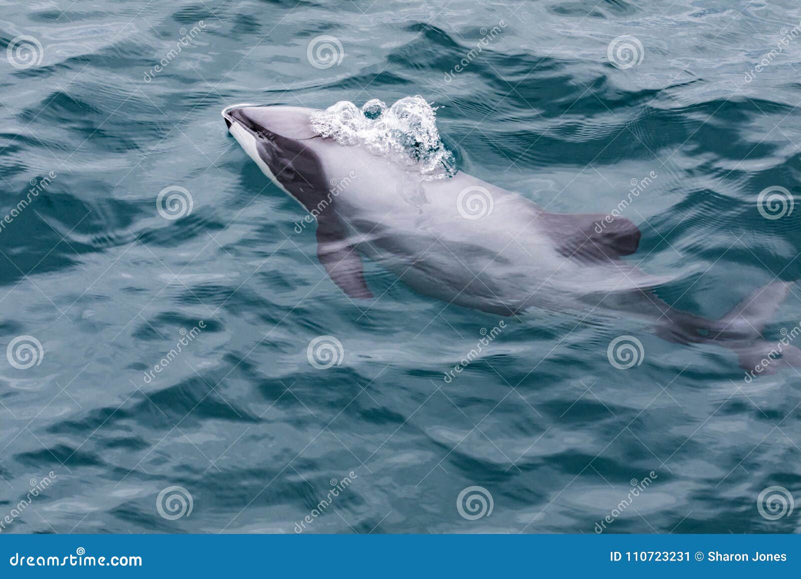 hector`s dolphin cephalorhynchus hectori, the world`s smallest and rarest marine dolphin, new zealand