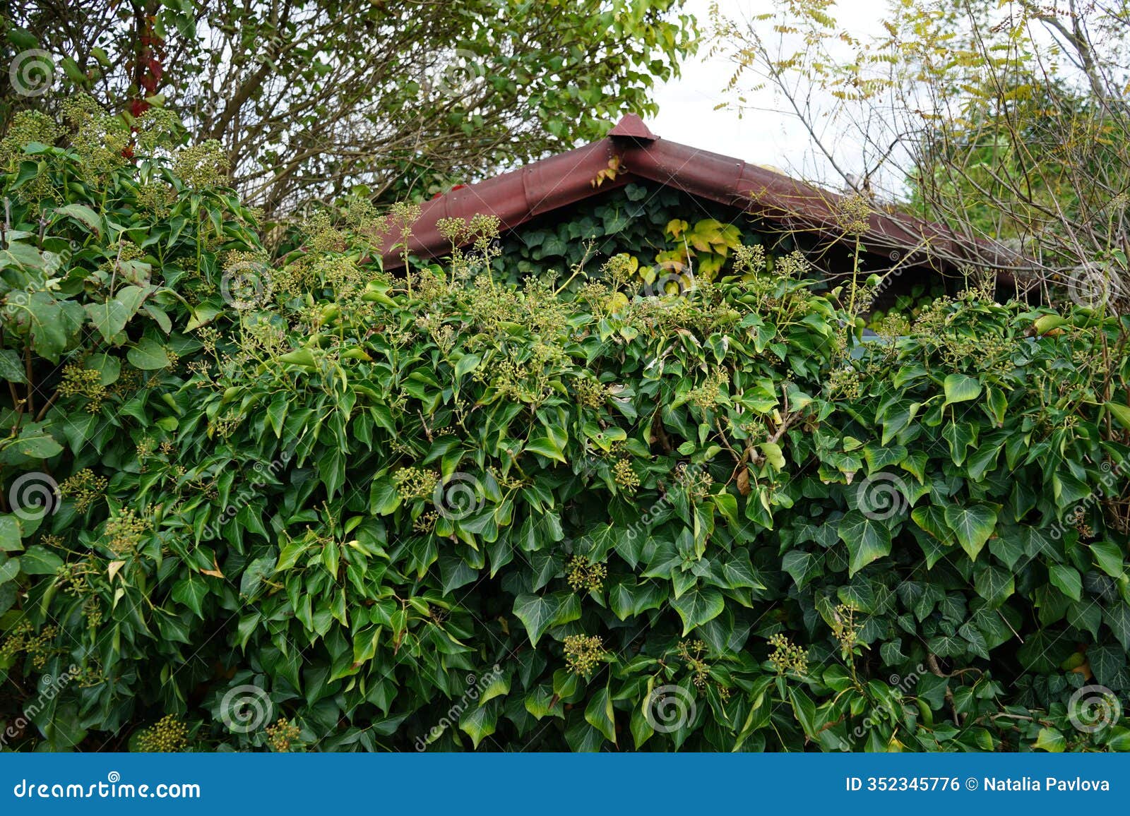 hedera colchica, h . helix var. colchica grows near a fence in november. berlin, germany