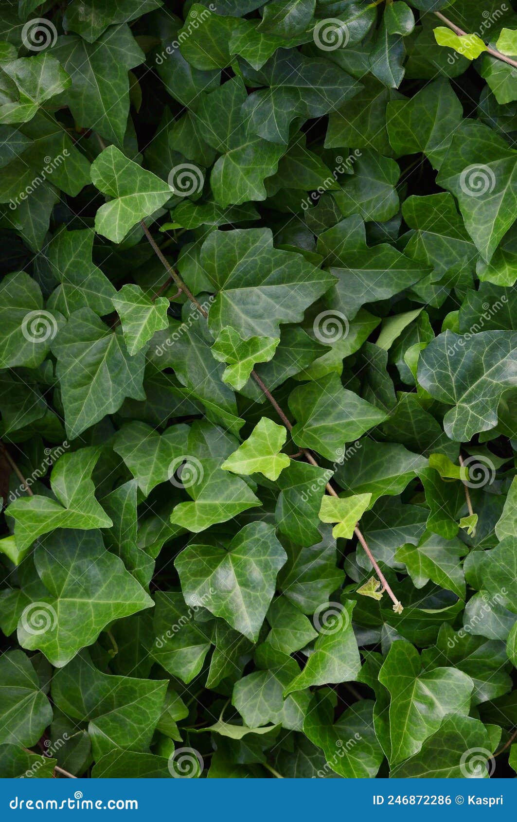 hedera helix l. var. baltica leaf, climbing common baltic ivy texture flat lay background pattern, large detailed vertical macro