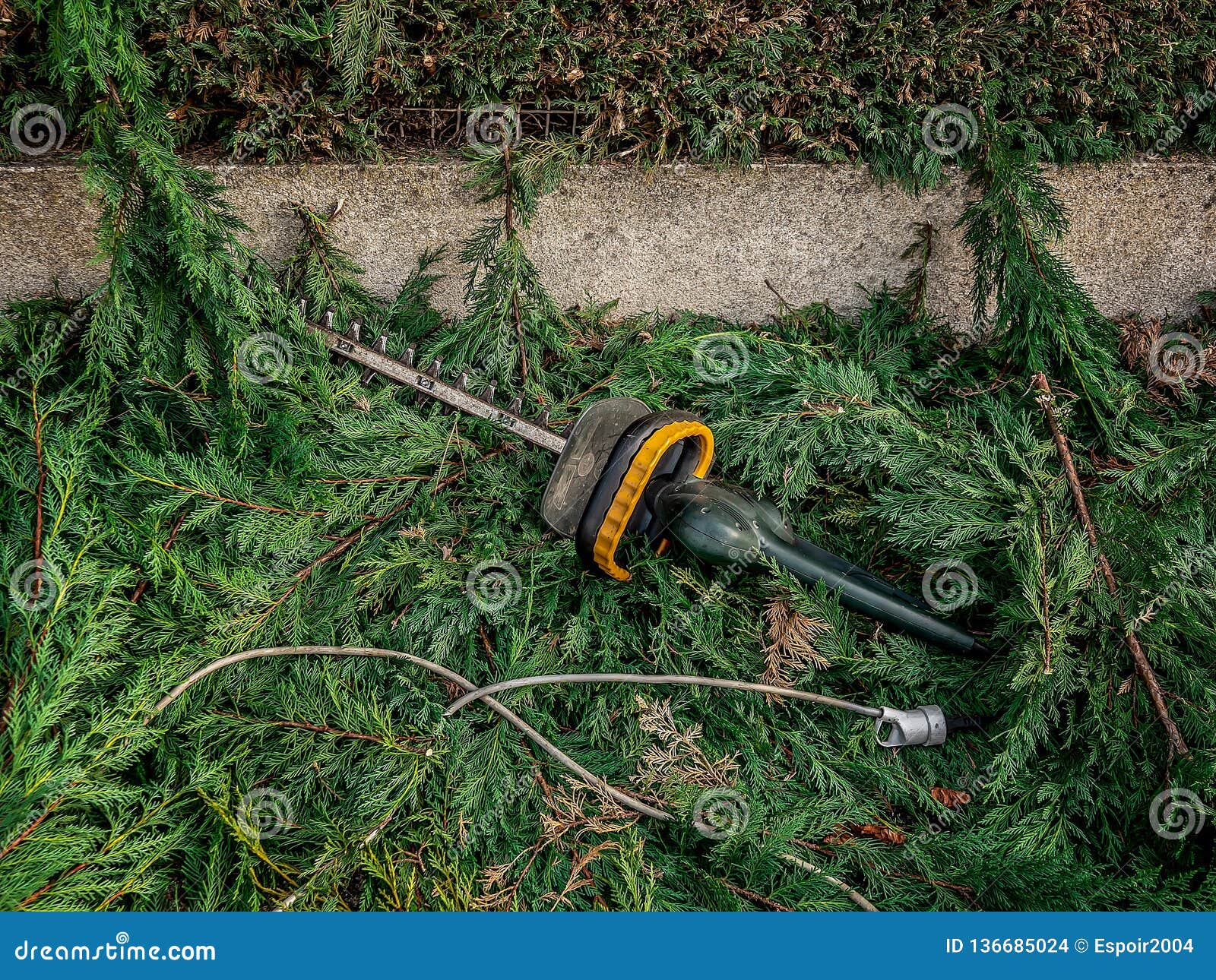 Hedge Clipper on the Ground in the Branches of Cypress after Garden