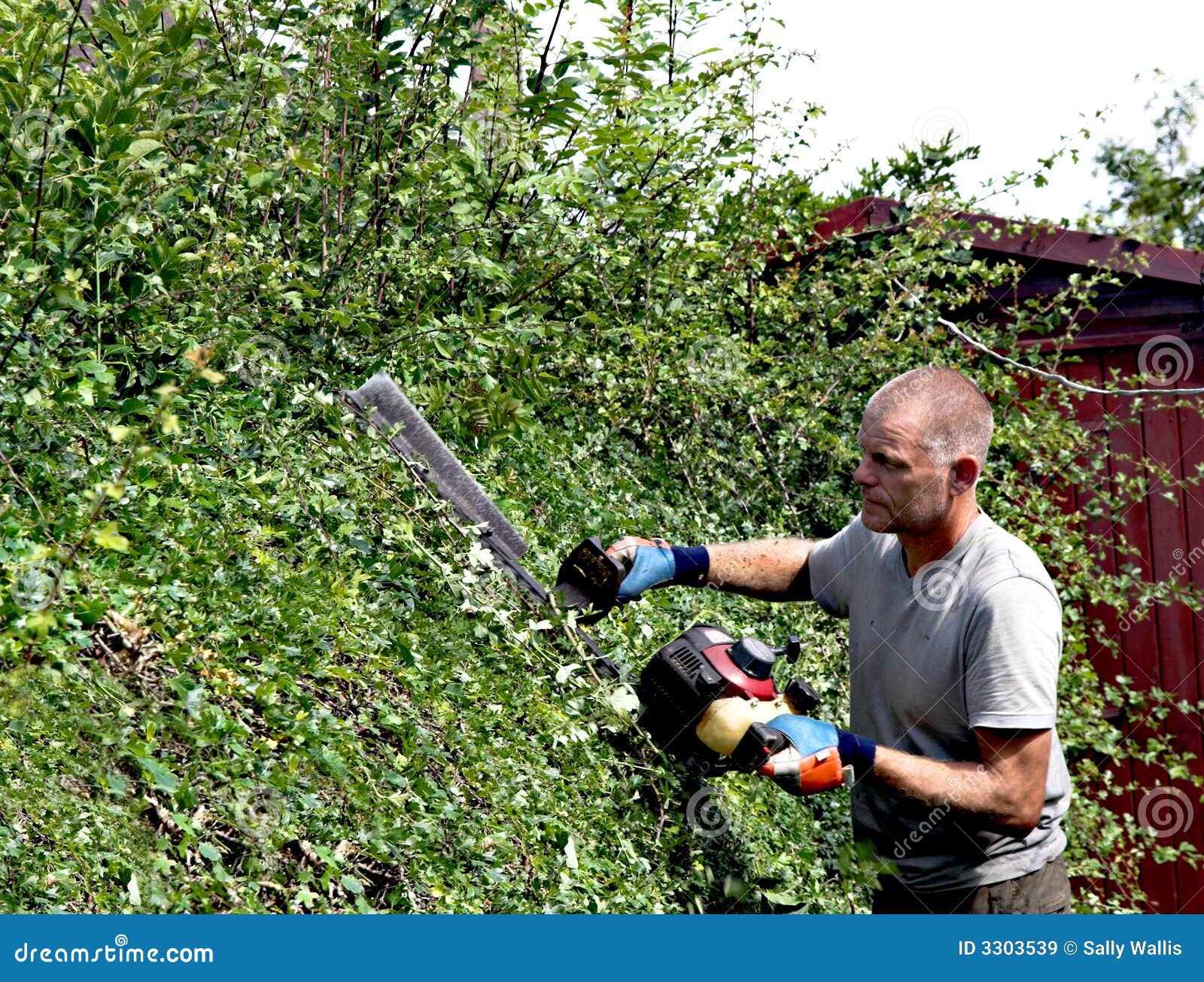 Hedge Cutting stock image. Image of arms, implement, engine 3303539