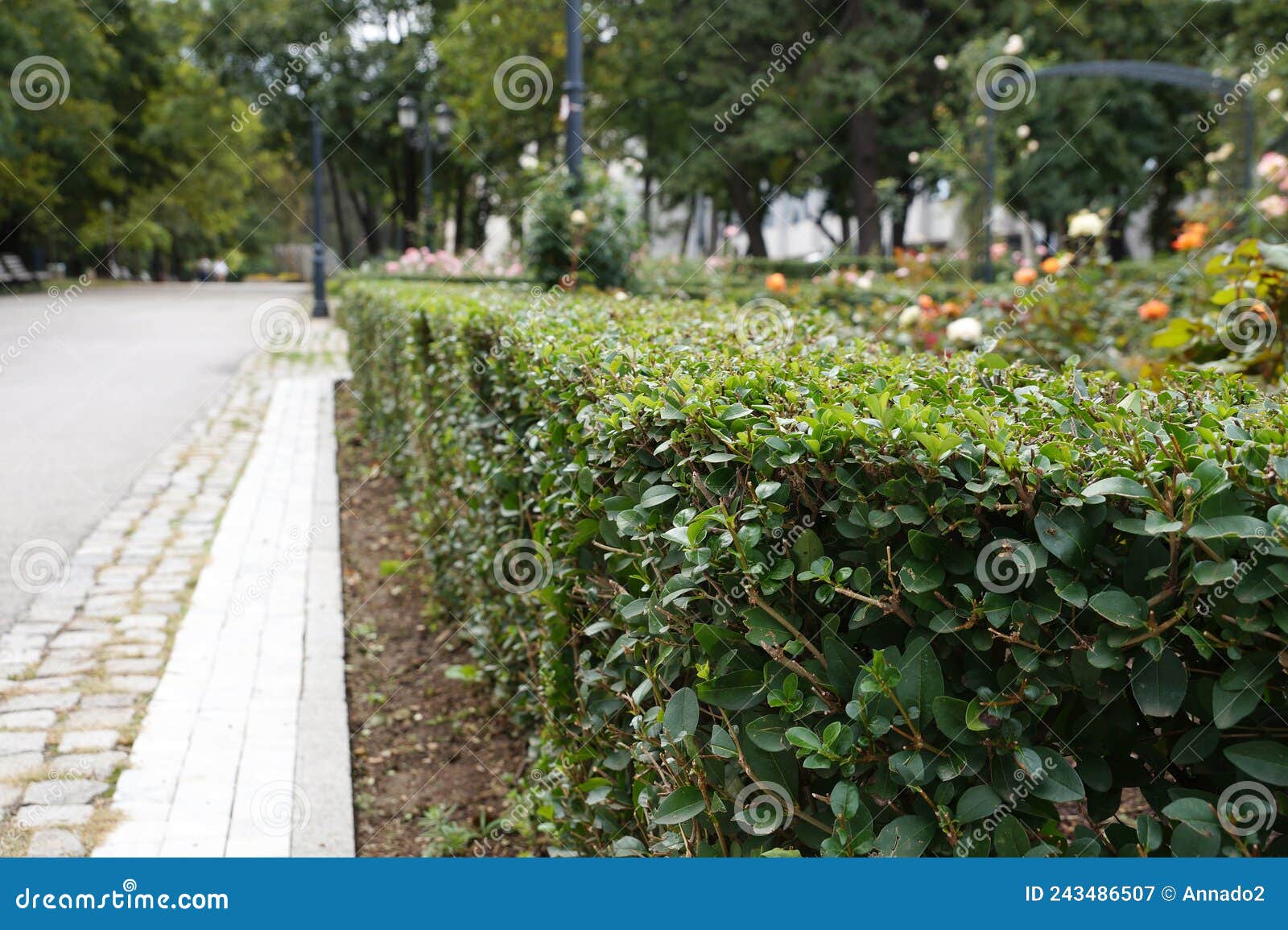 Hedge of Evenly Cut Evergreen Shrubs in the Park, Landscaping Stock