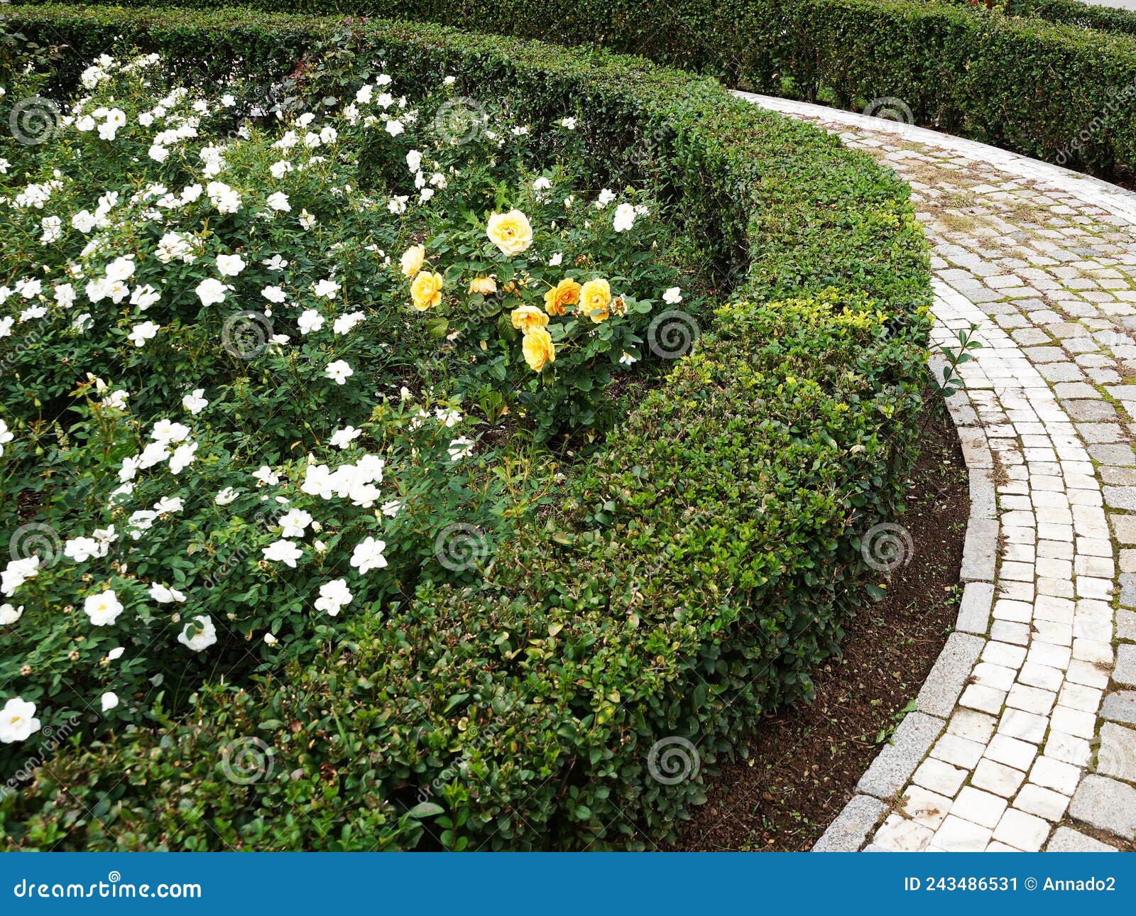 Hedge of Evenly Cut Evergreen Shrubs in the Park, Landscaping Stock