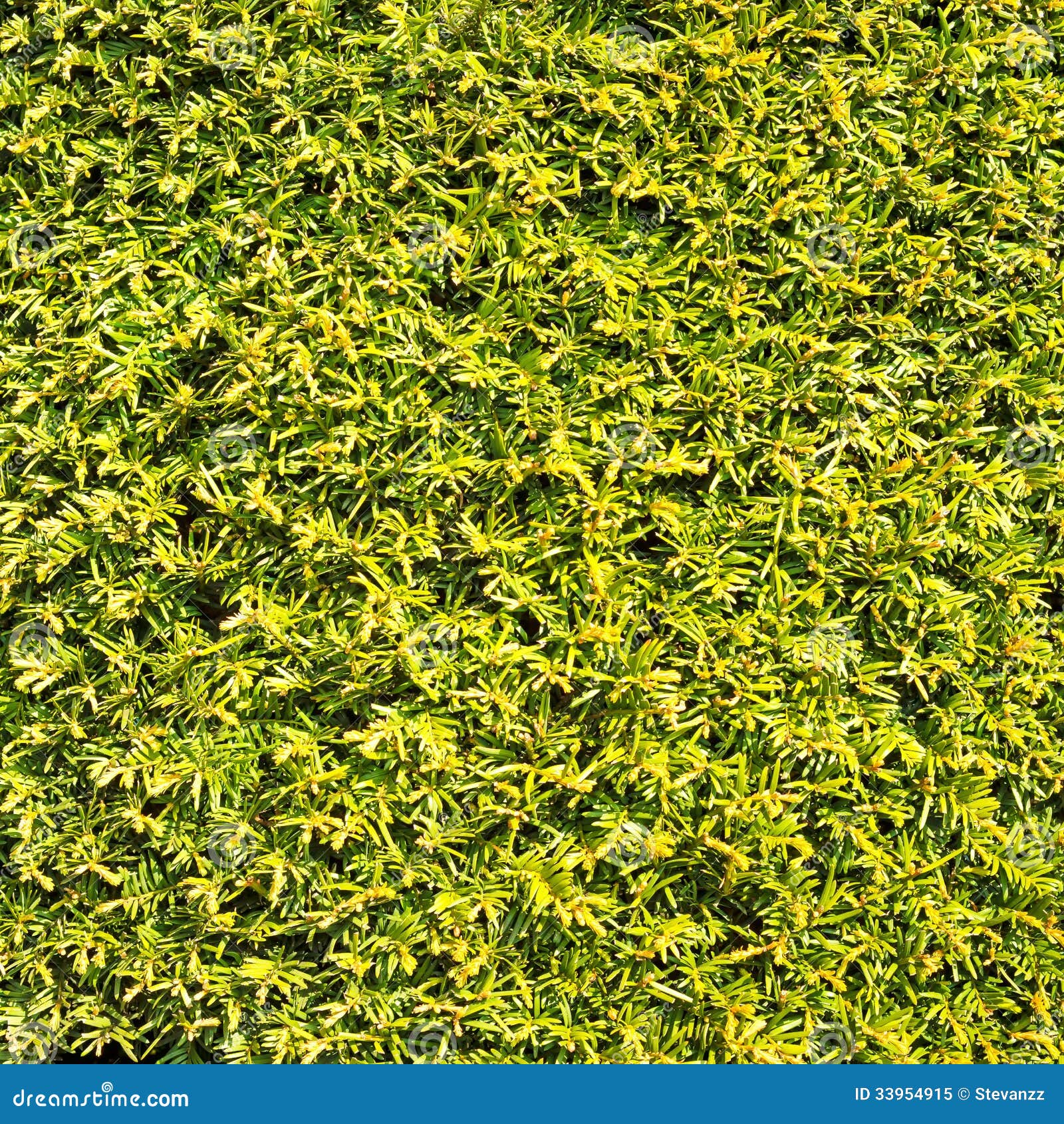 Hedge Green Leaves Similar Grass Texture Background Wall Stock Image