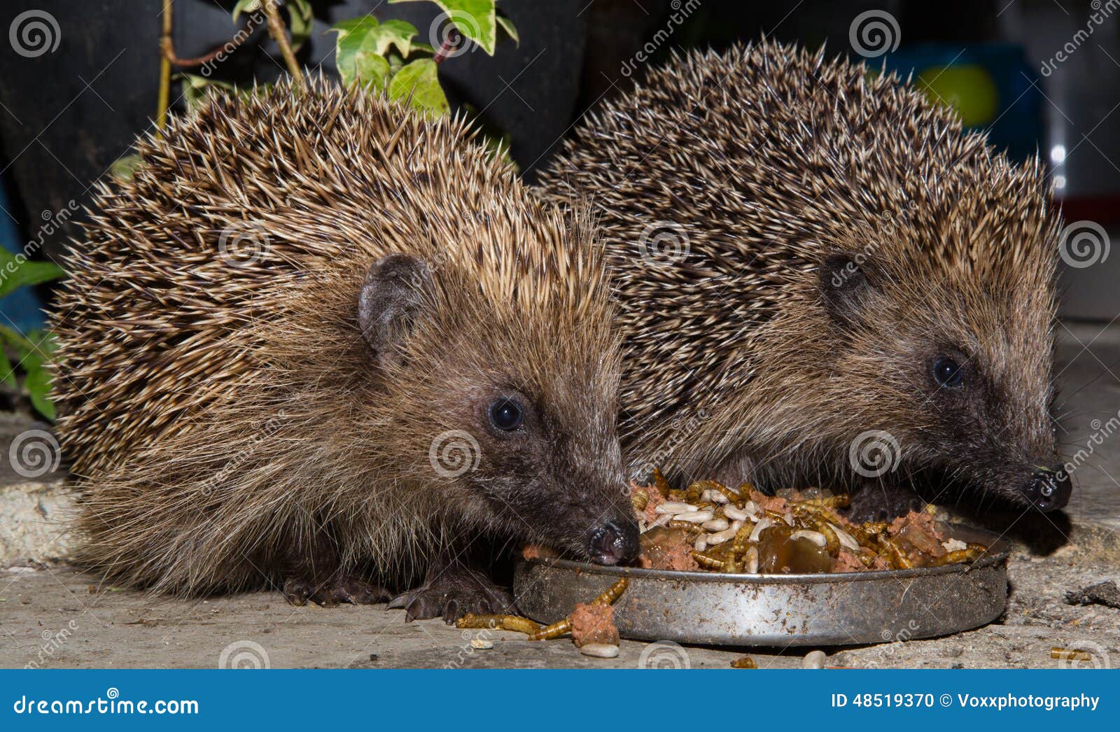 Hedgehogs feeding stock photo. Image of eating, feeding 48519370