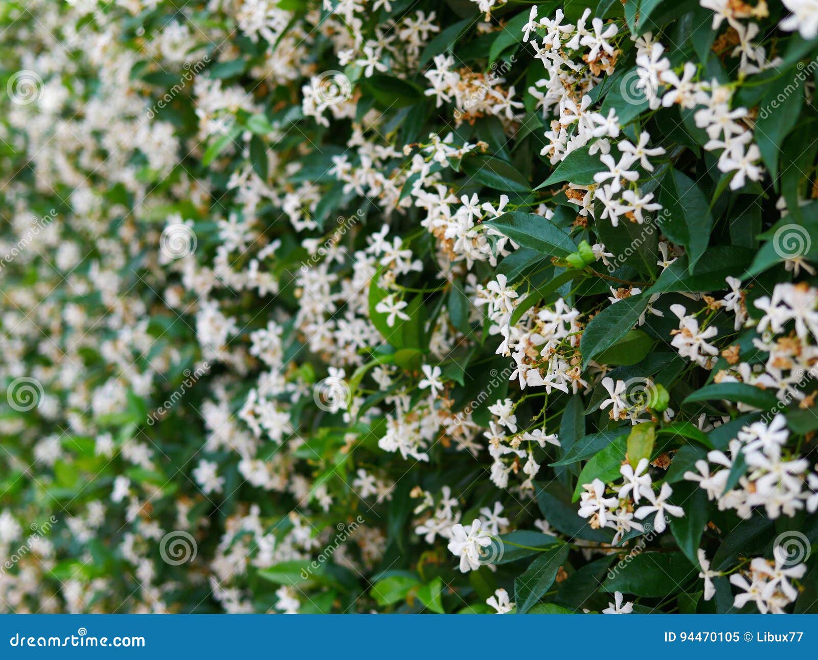 Hedge jasmine flower stock image. Image of view, hedge 94470105