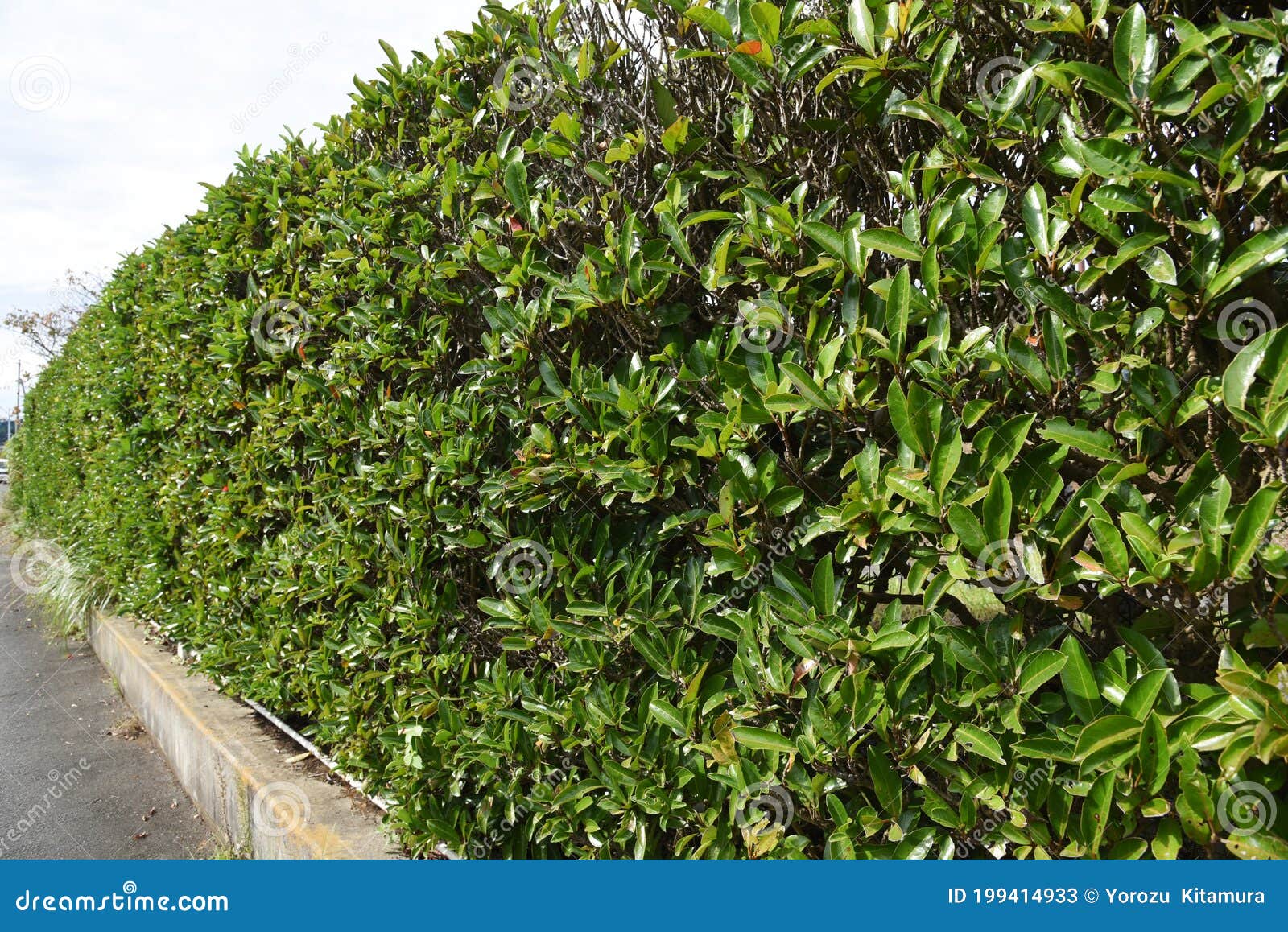 Hedge Made of Sweet Viburnum. Stock Image - Image of sweet ...