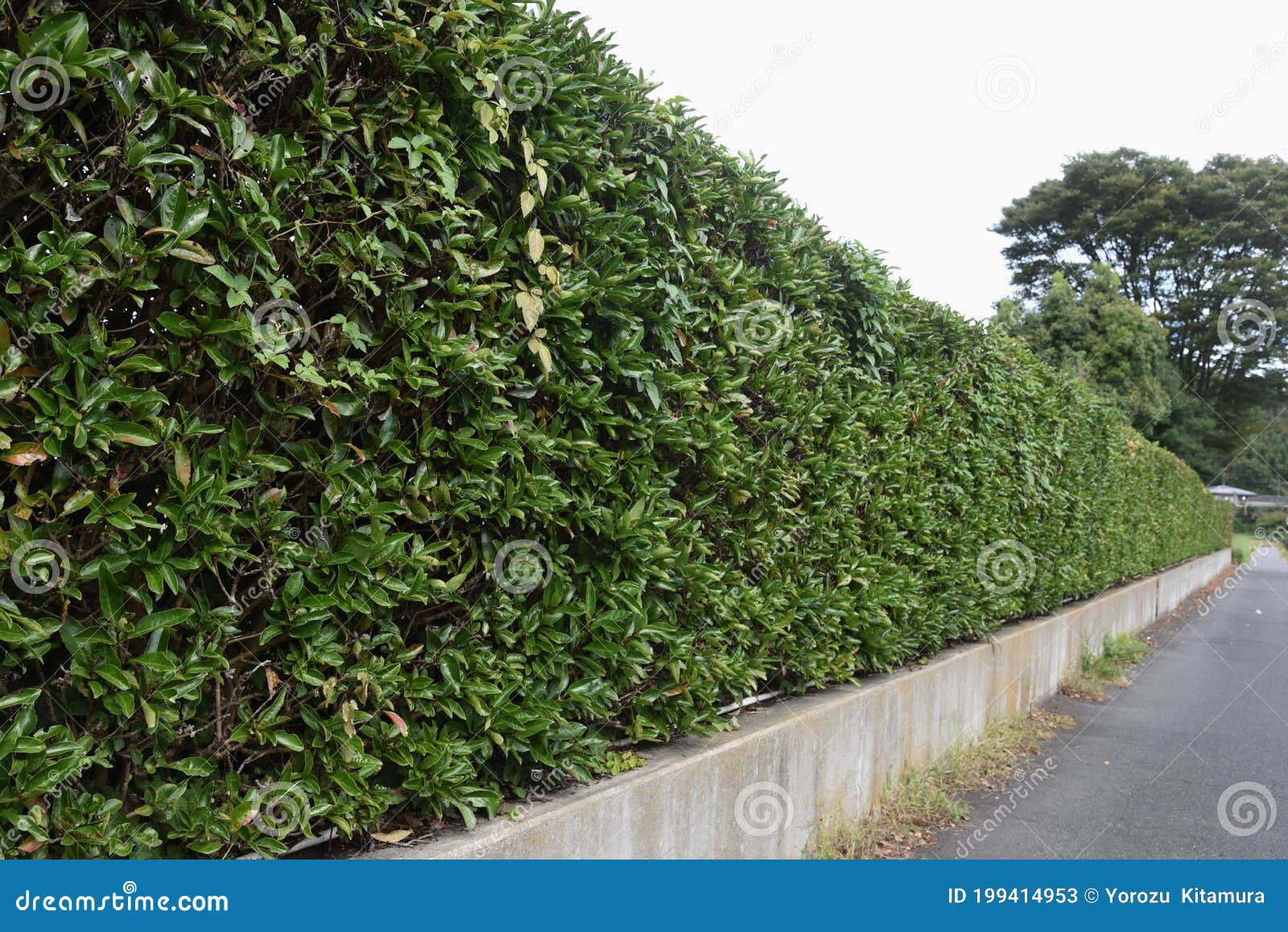 Hedge Made of Sweet Viburnum. Stock Image - Image of ornamental, coral ...