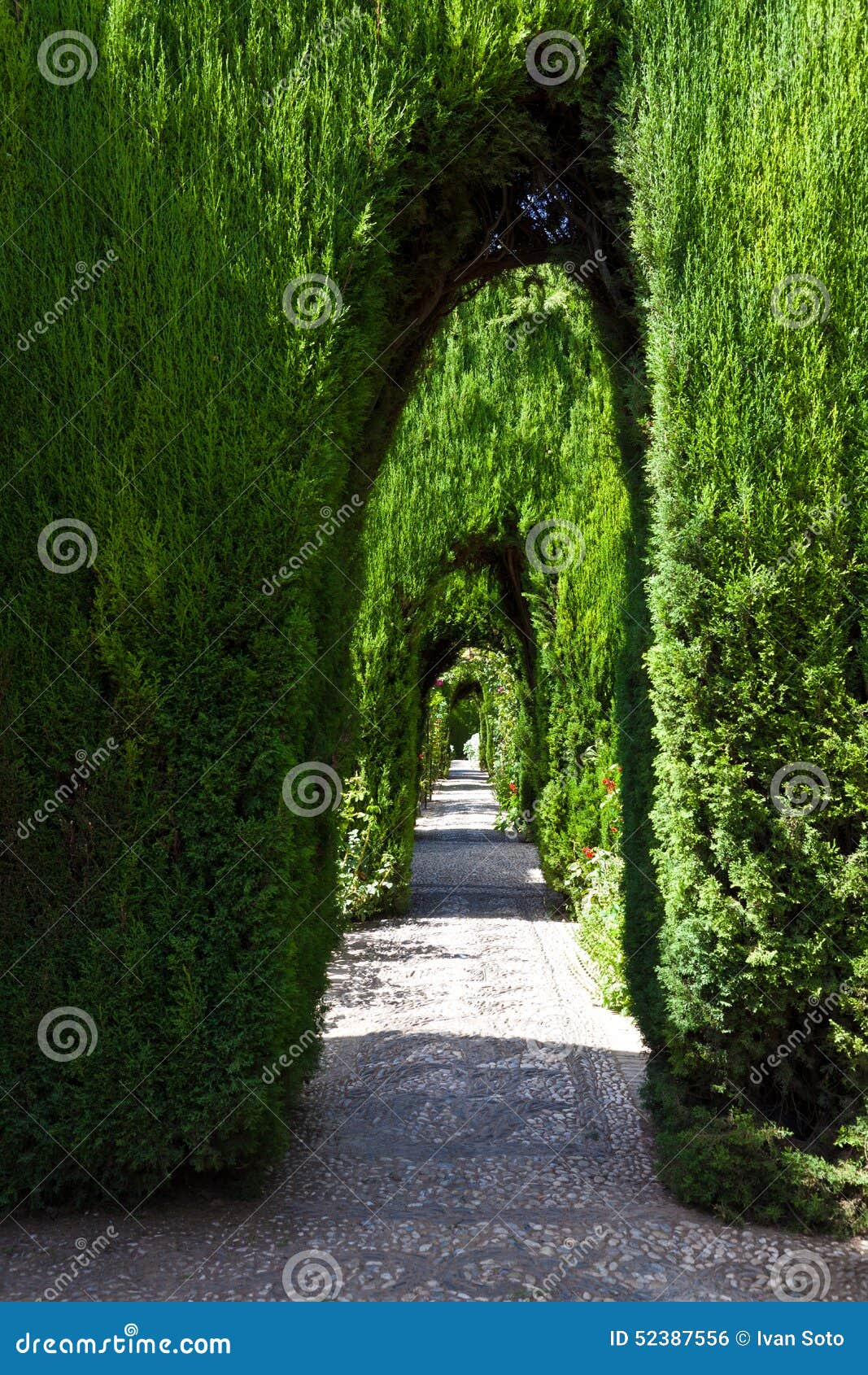 Hedge s tunnel stock photo. Image of garden, generalife - 52387556